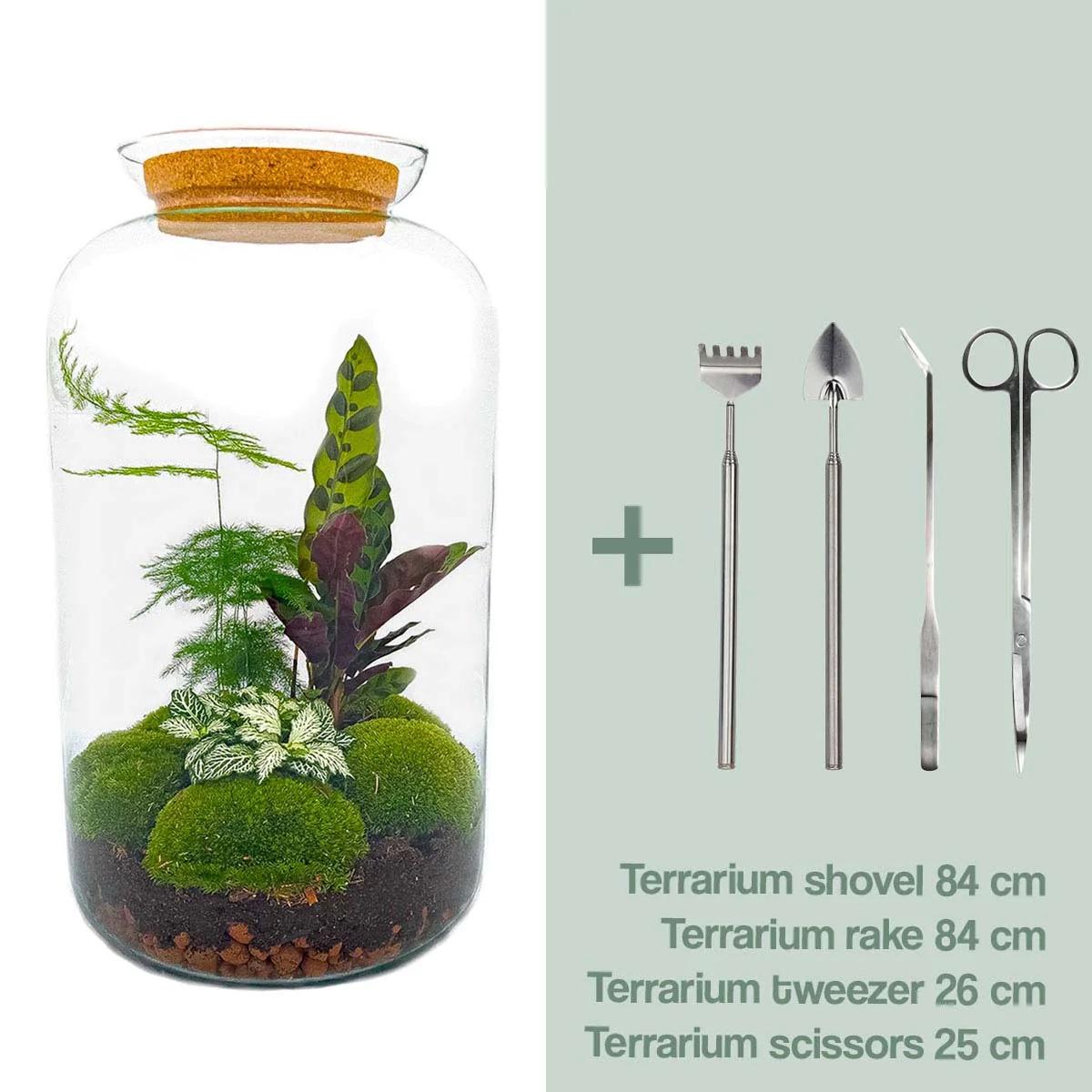 DIY terrarium - Botanical Sven XL - ↕ 43 cm - Rake + Shovel + Tweezer + Scissors in glass jar with green plants and moss.