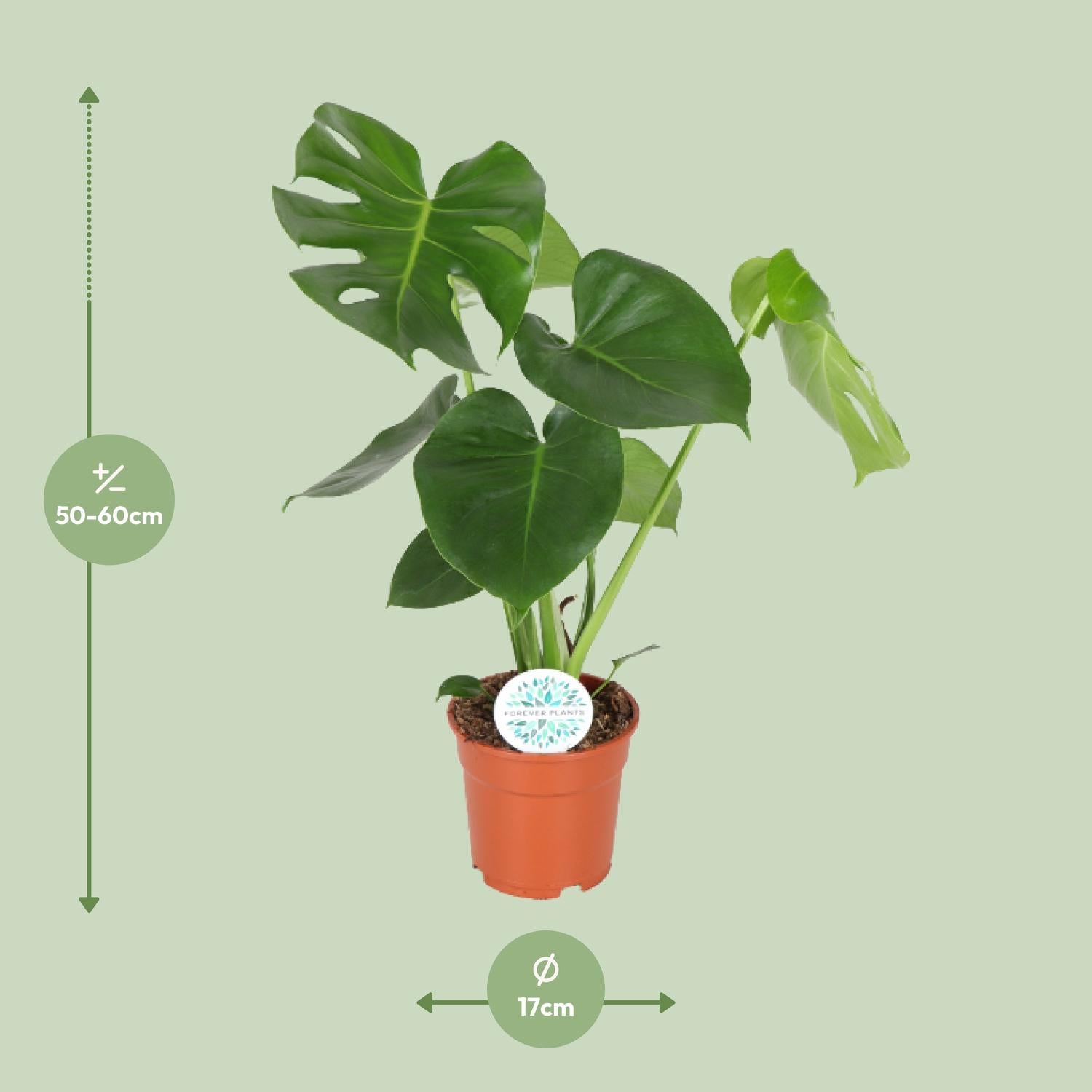 Monstera Deliciosa - Ø17cm - ↕55cm, groene kamerplant in terracotta plantenpot, staat tegen een groene achtergrond.