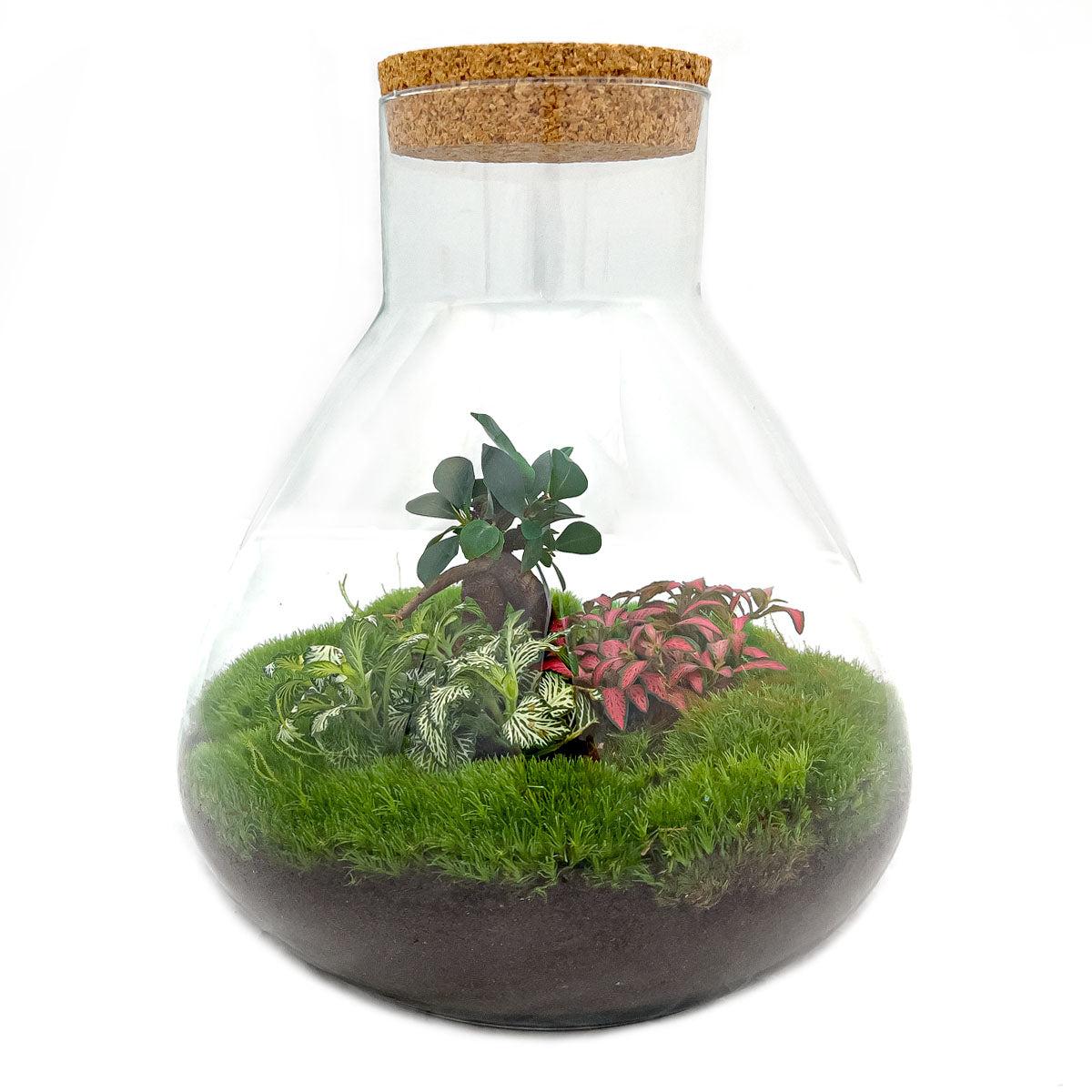 DIY terrarium - Sam XL Bonsai - ↕ 35 cm - Normal with green plants, moss, and dark soil in a glass pot with cork lid.