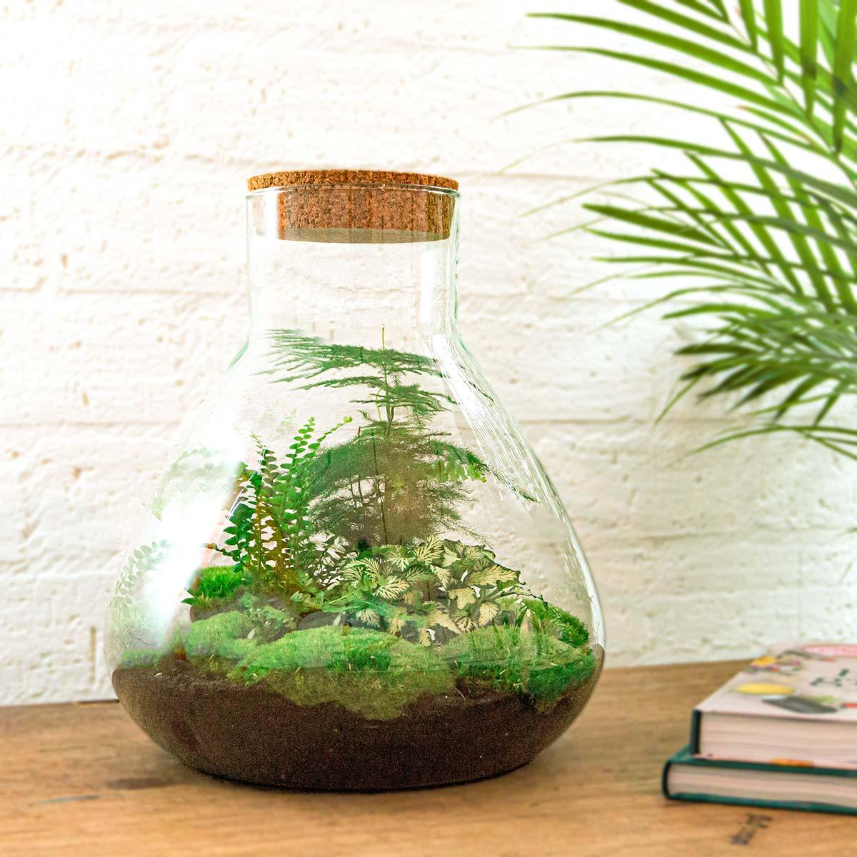 DIY terrarium - Sam XL - ↕ 35 cm - Normal met groene planten, aarde, en kurken deksel, Ø 30 cm, op houten tafel.