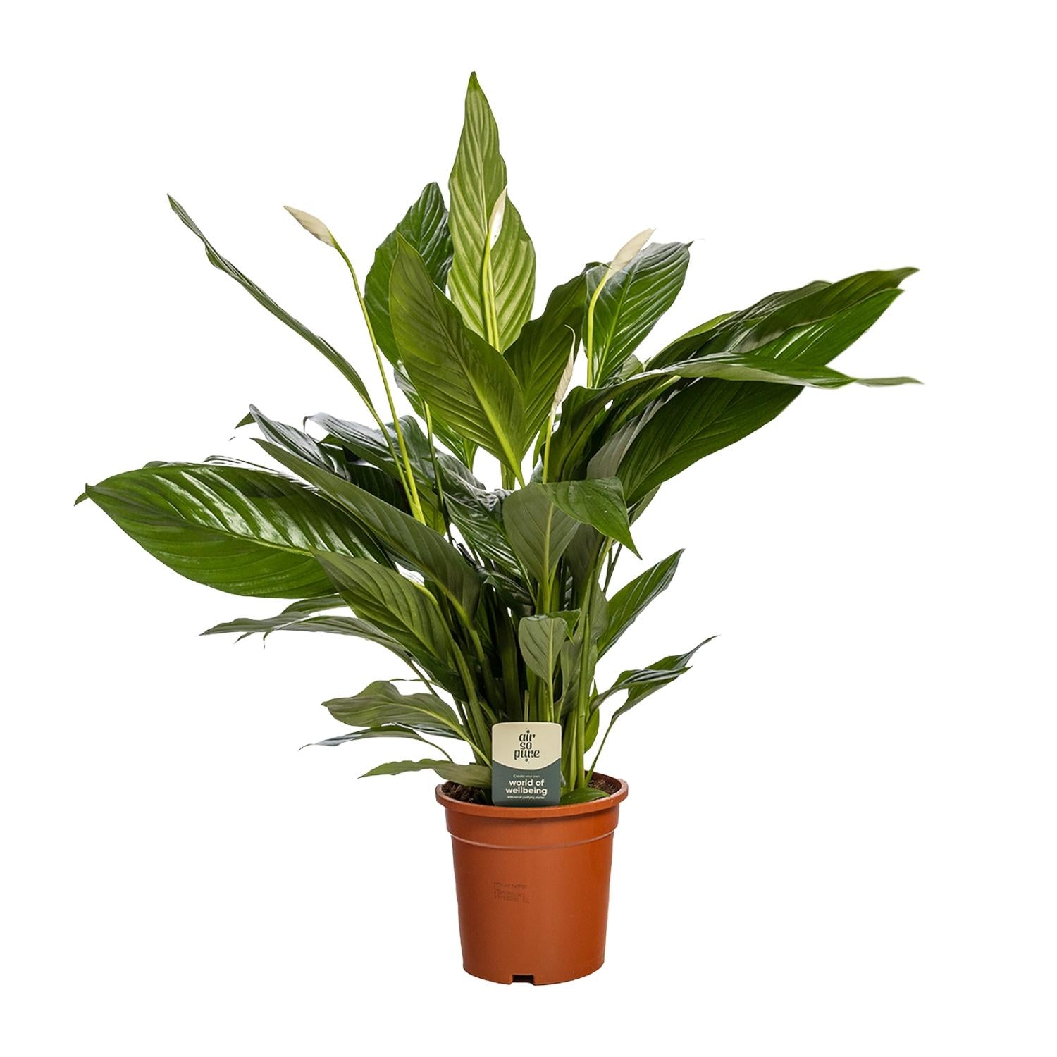 Spathiphyllum Bingo Cupido - Ø19cm - ↕80cm in een bruine plantenpot met groene bladeren en witte bloemen.