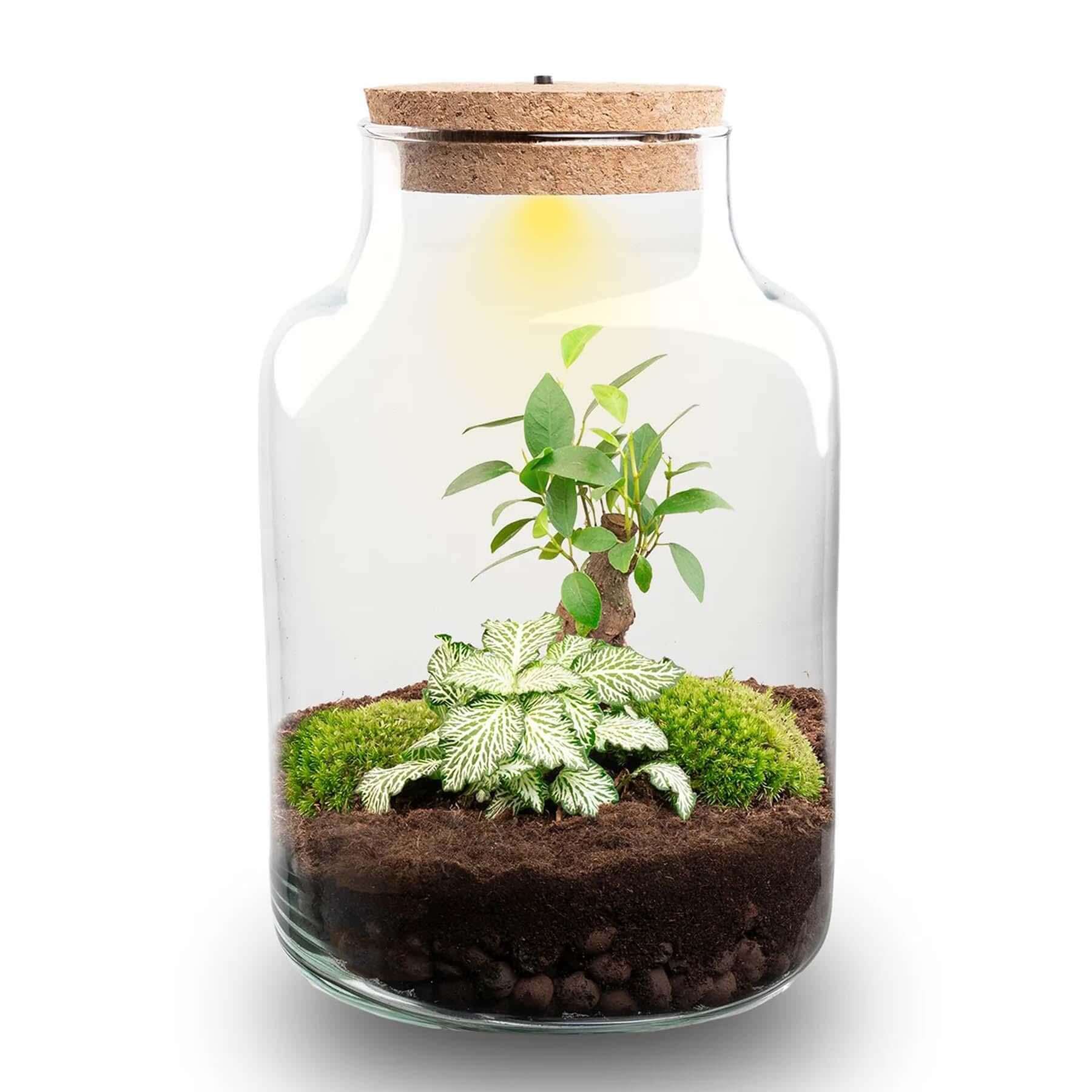 Planten terrarium - Little Milky + Led lamp ↑ 25 cm met varens en mos in glazen pot, afmetingen Ø 17 cm, groene kamerplant.