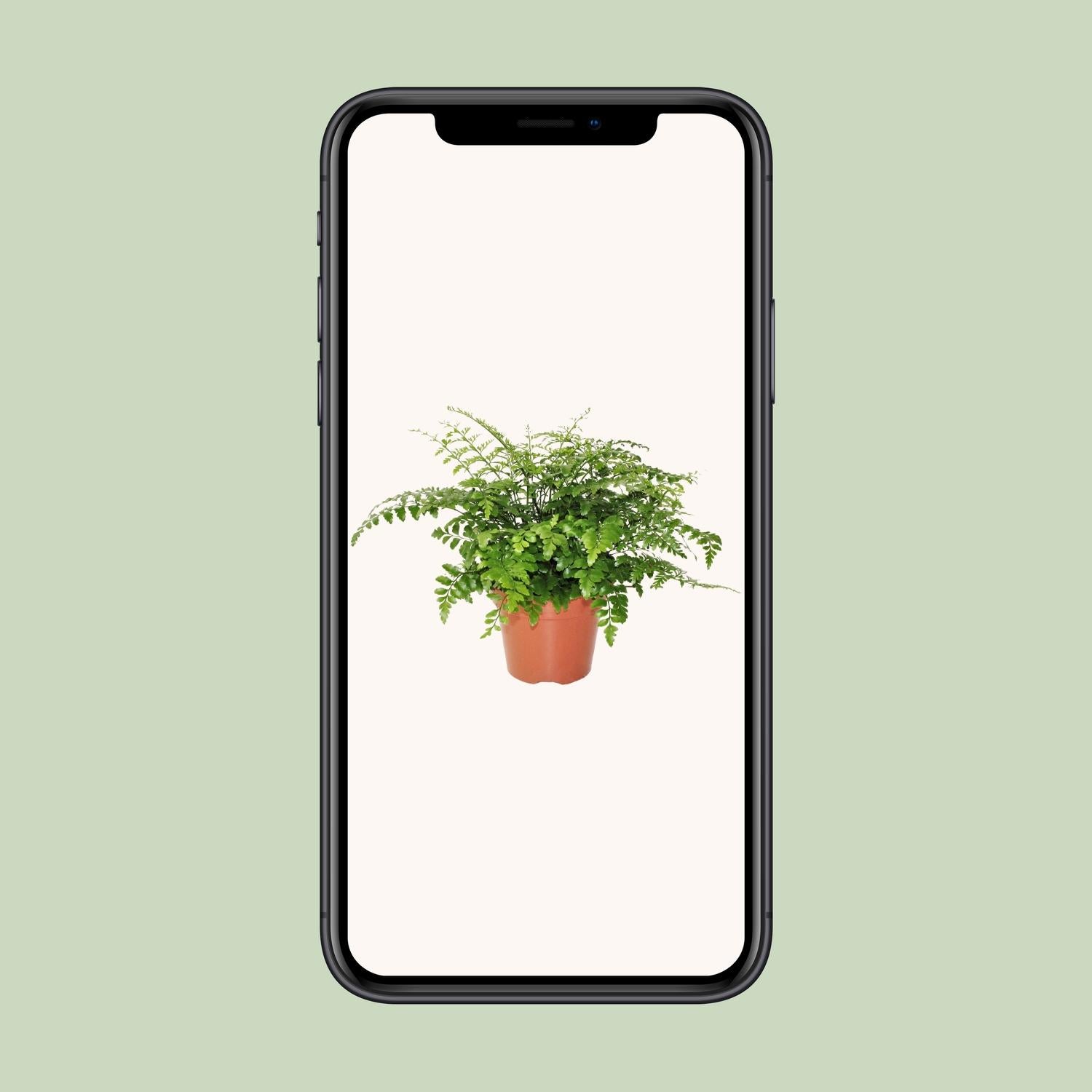 Asplenium Parvati - Ø17cm - ↕30cm, groene plant in een oranje pot, zichtbaar op een smartphone.