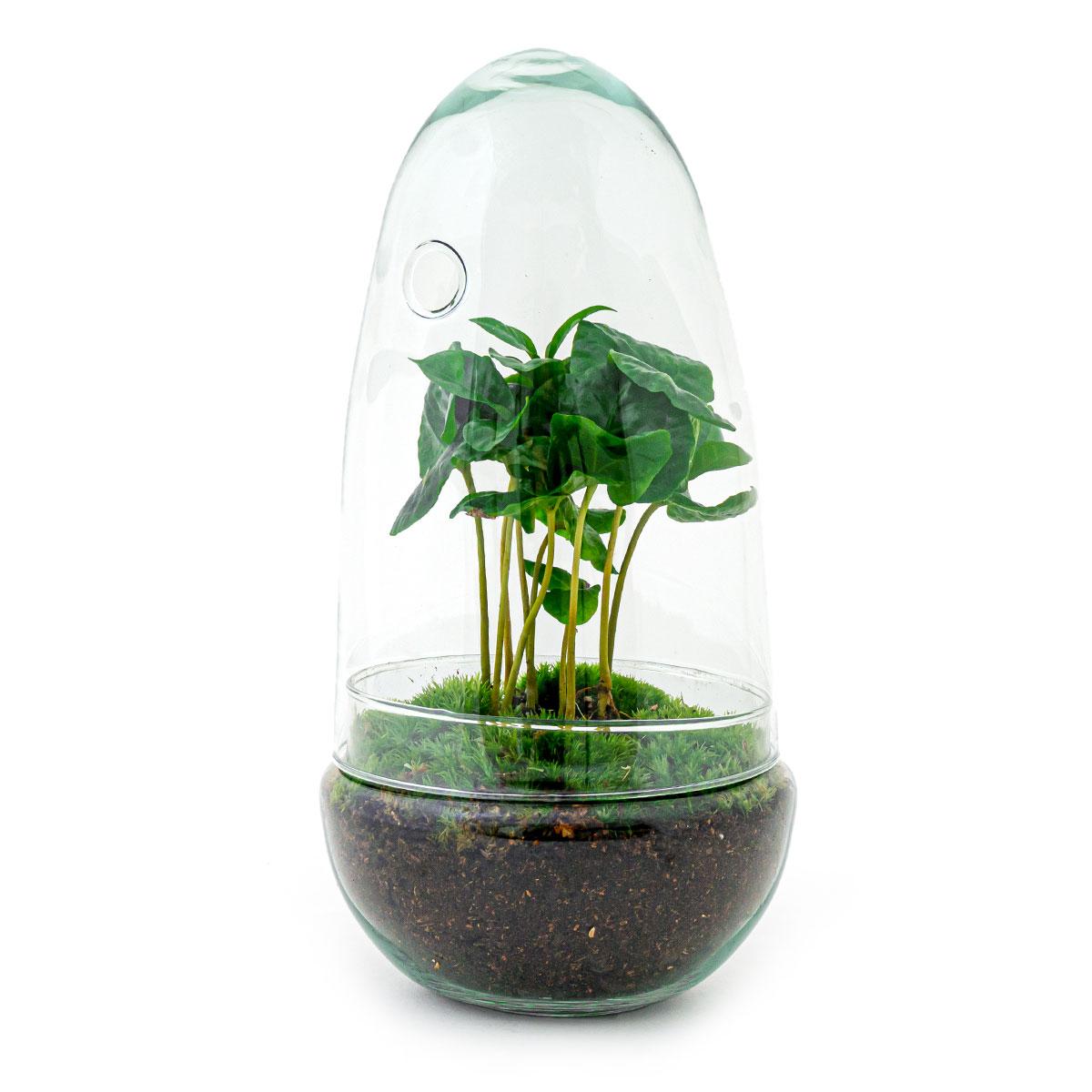 DIY terrarium - Egg Coffea Arabica - ↕ 25 cm with green plants in a clear glass dome, pot base shown, dimensions included.
