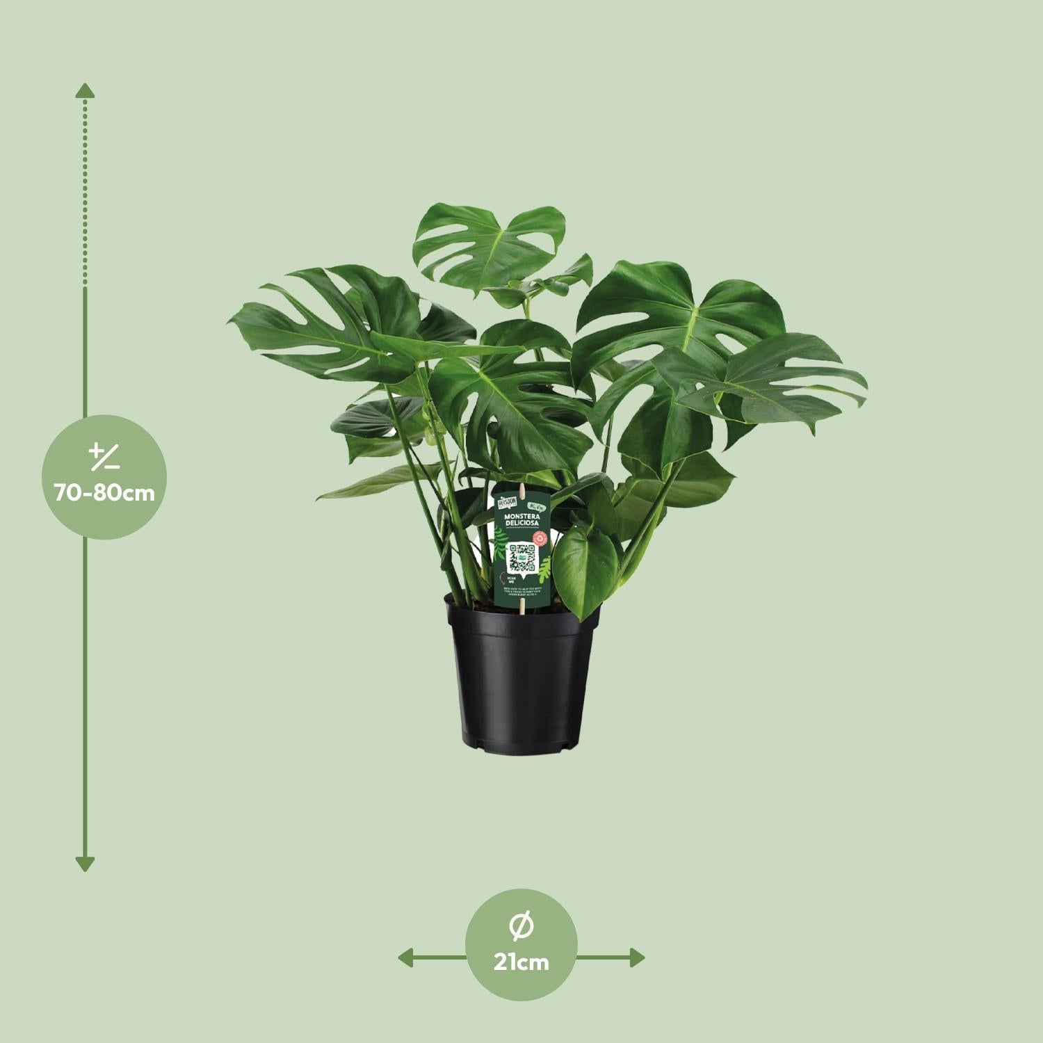 Monstera Deliciosa - Ø21cm - ↕65cm. Groene kamerplant in zwarte plantenpot, met grote open bladeren, op lichtgroene achtergrond.