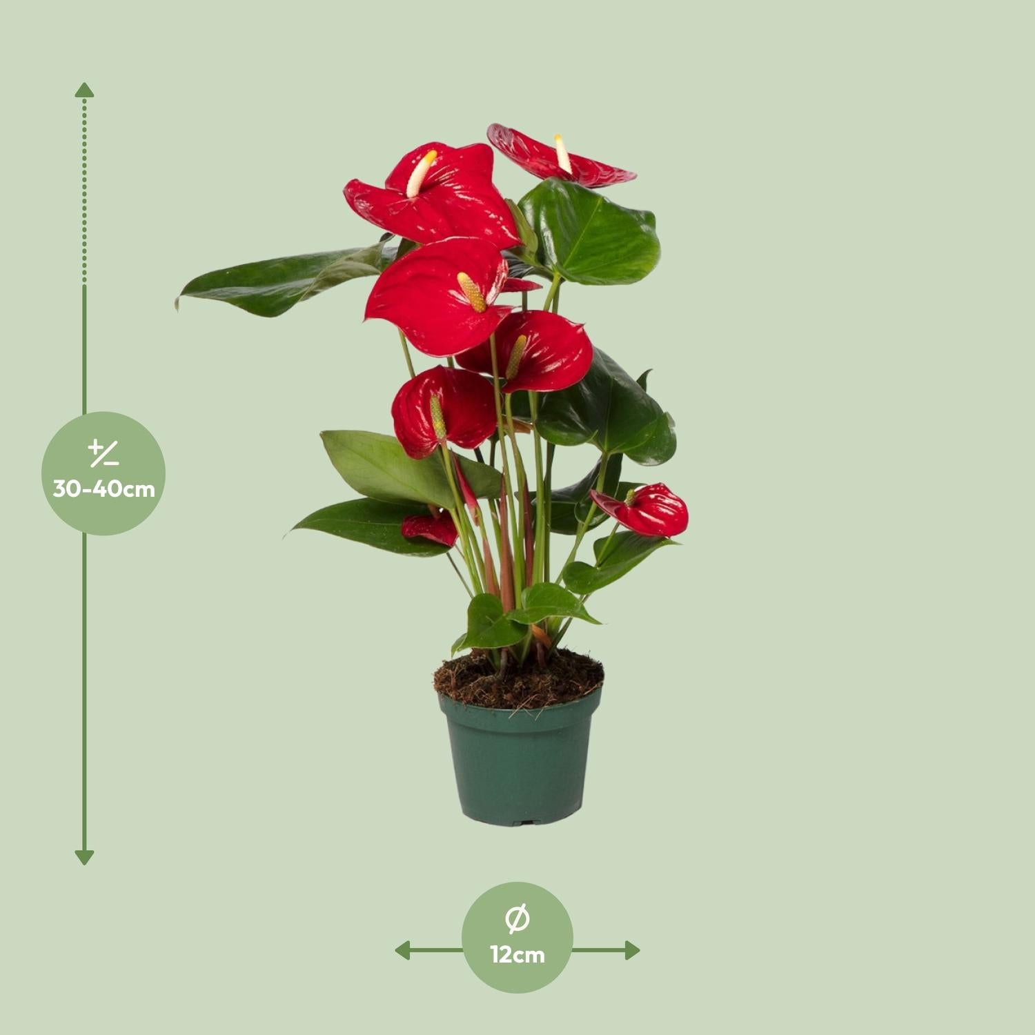 Anthurium Red - Ø17cm - ↕55cm - Ø12cm - ↕40cm, groene plant in groene pot, 30-40cm hoog, kamerplant, terrarium.