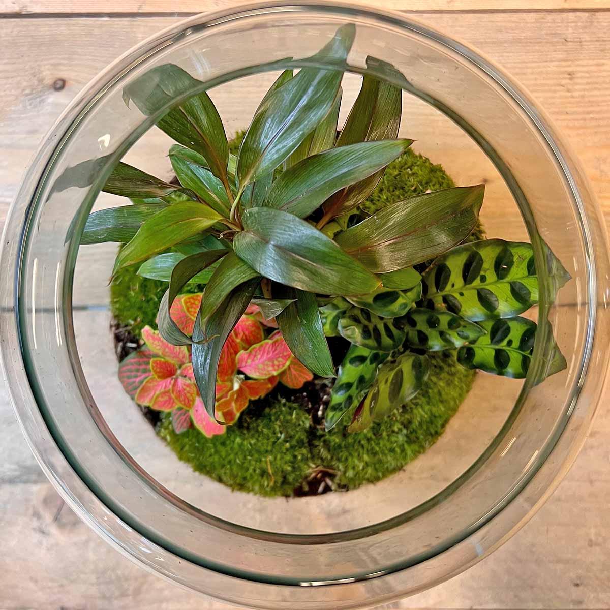 DIY terrarium - Milky Palm - ↕ 30 cm met groene planten, potgrond en mos in glazen plantenpot.