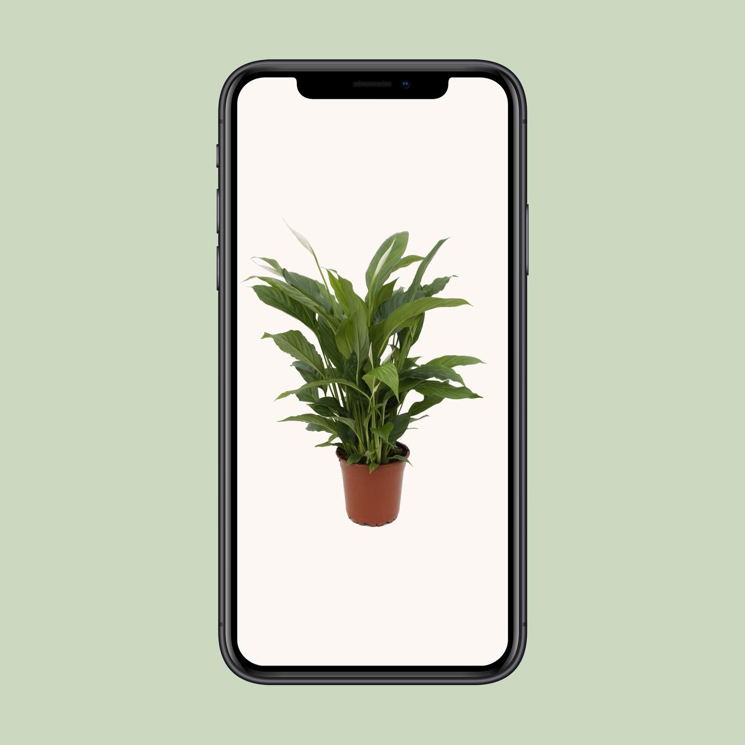 Spathiphyllum Torelli P17 - Ø17cm - ↕65cm in een bruine plantenpot, groene plant op een lichte achtergrond.