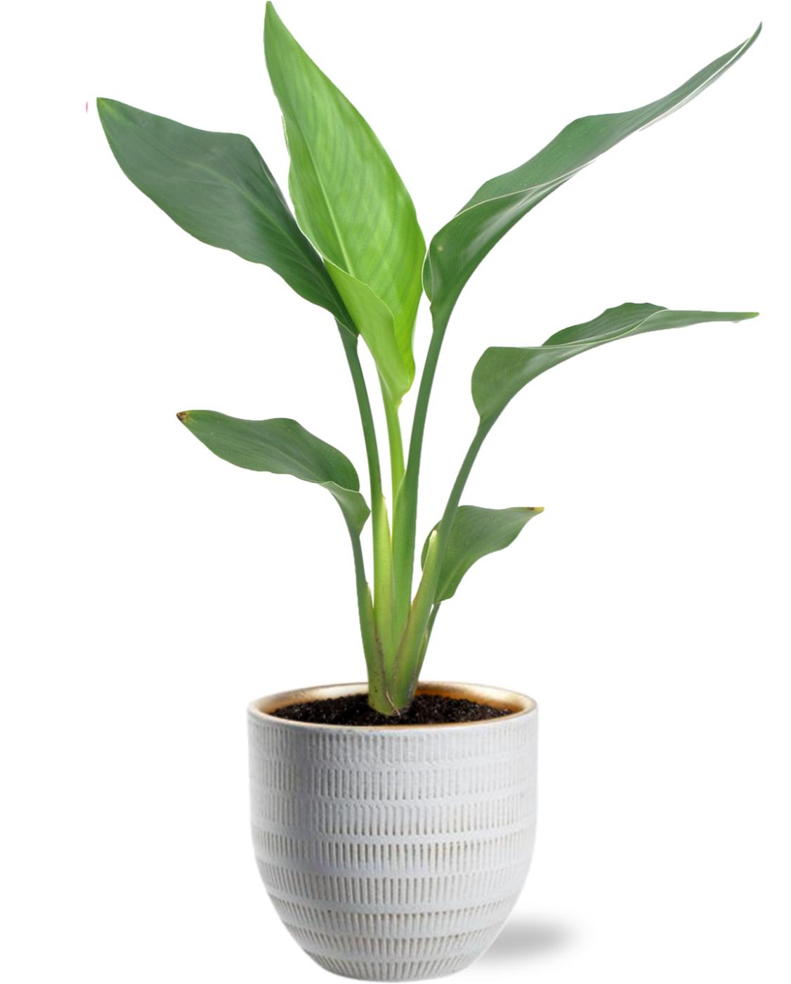 Strelitzia Reginea - Ø12cm - ↕40cm + Beau Pot D14x13cm - White; groene plant in een witte plantenpot.