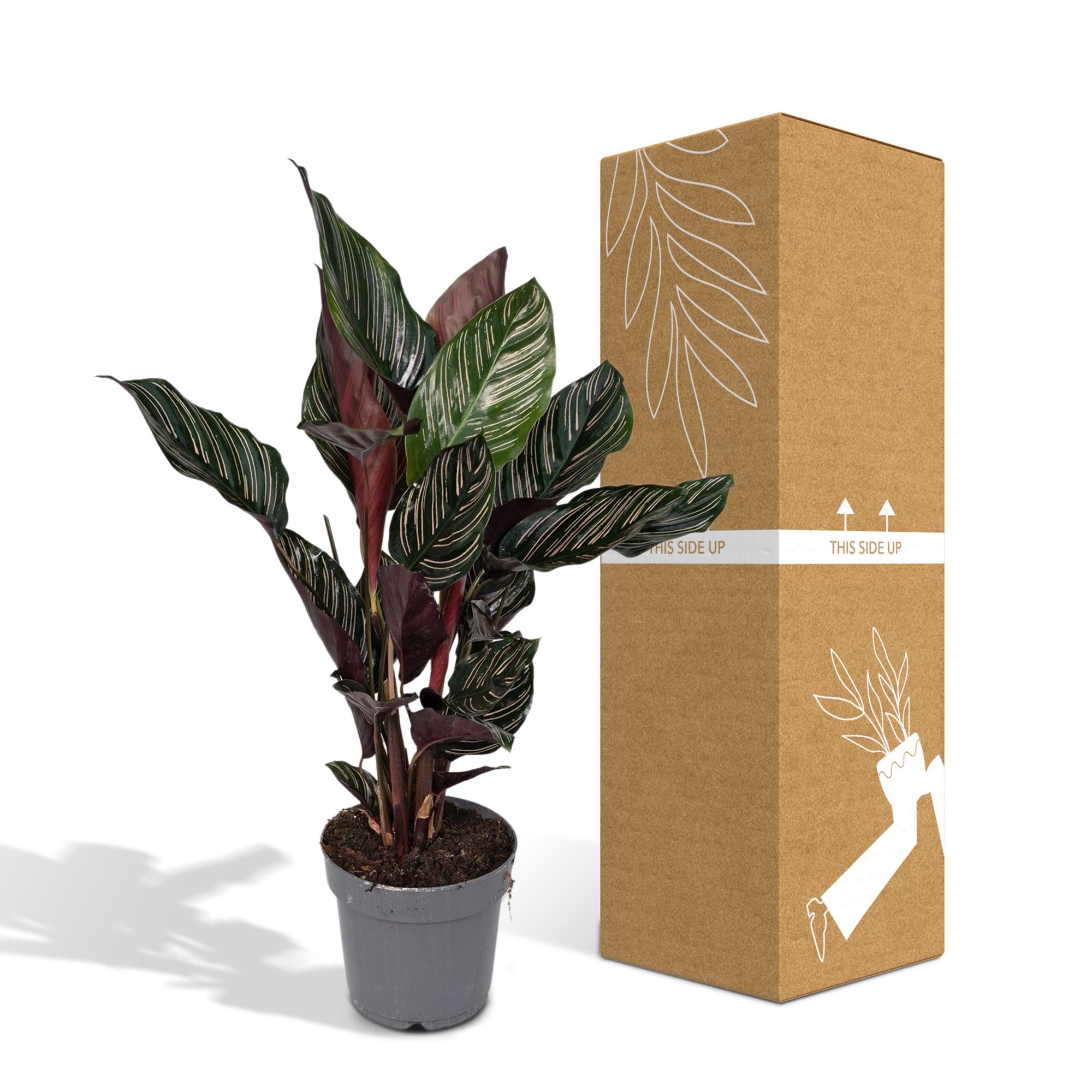 Calathea Ornata - Ø14cm - ↕50cm in a gray plant pot next to its packaging, showcasing its vibrant green leaves.