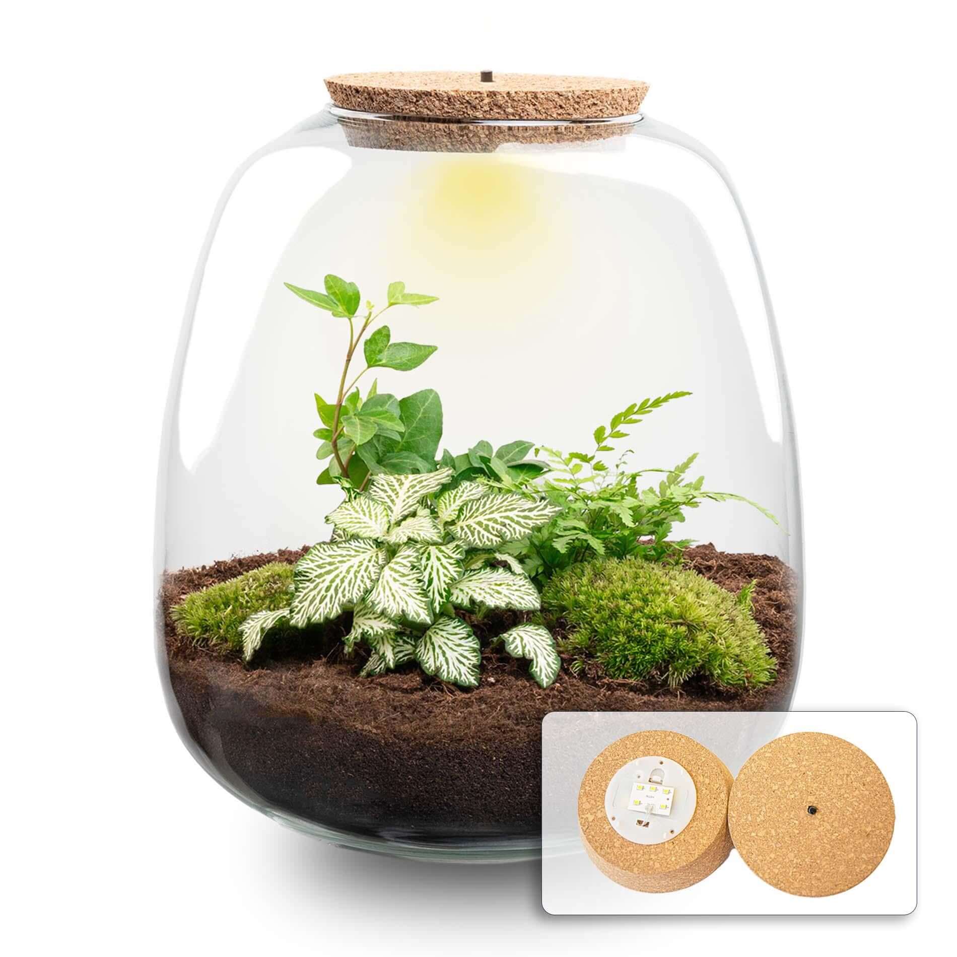 Planten terrarium - Emma - DIY kit - ↑ 25 cm - Ø 23 cm - Emma Hedera White met groene planten in glas pot met kurken deksel.