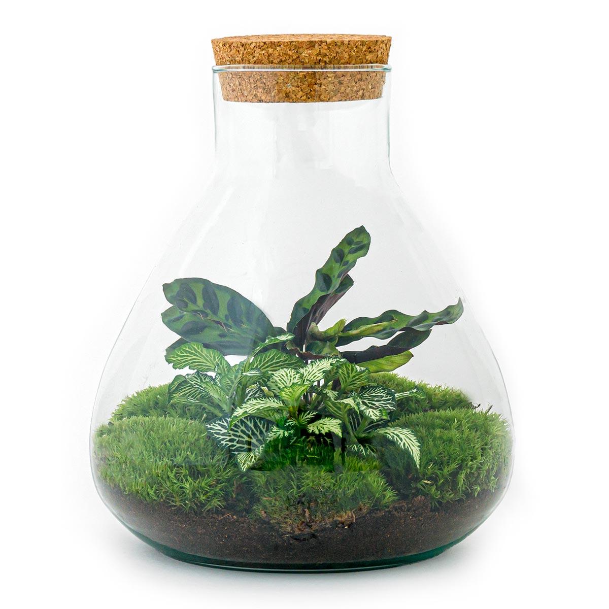 DIY terrarium – Sammie – ↕ 27 cm met groene planten en mos in een glazen pot met kurken deksel.