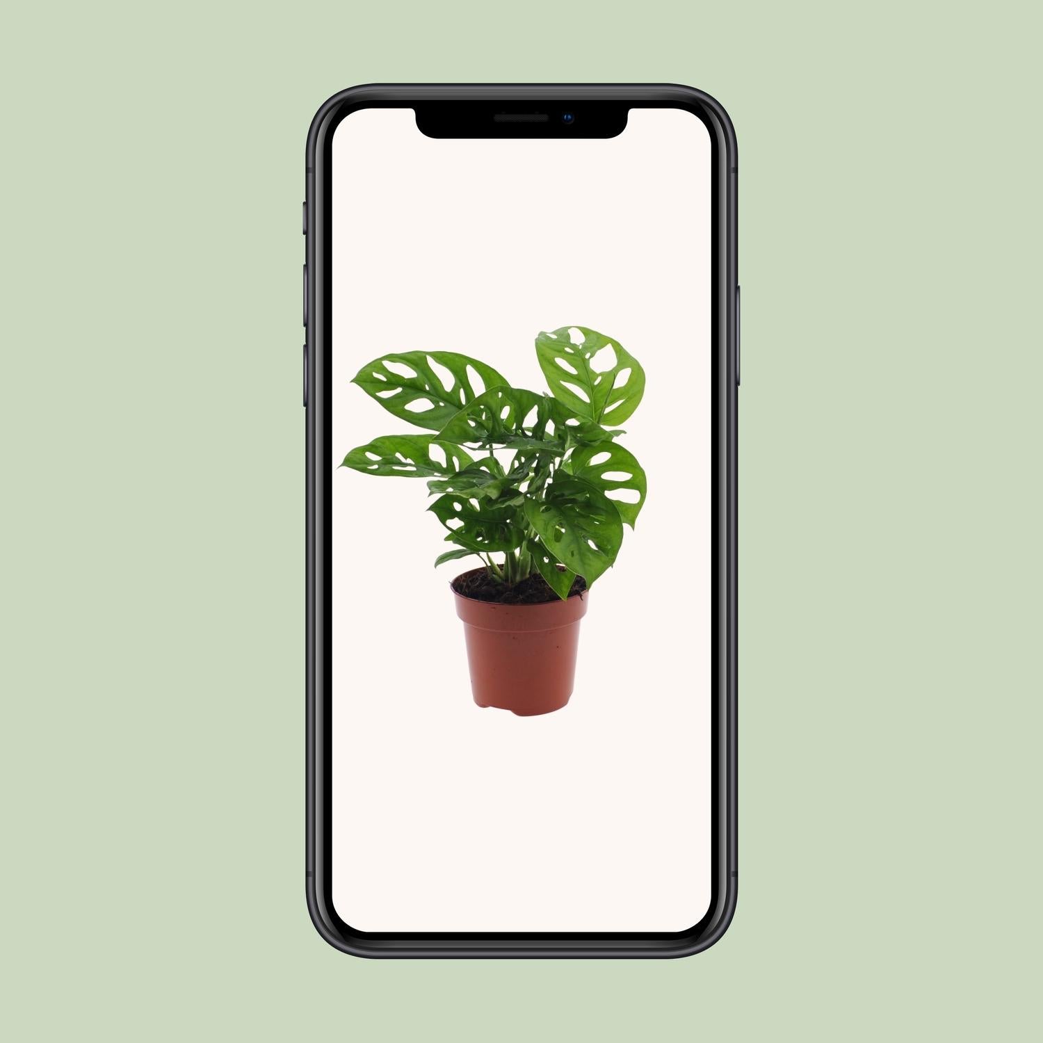 Monstera Monkey Leaf (Hole Plant) - Ø12cm - ↕30cm in a brown pot, green leaves, displayed on a phone against a light background.