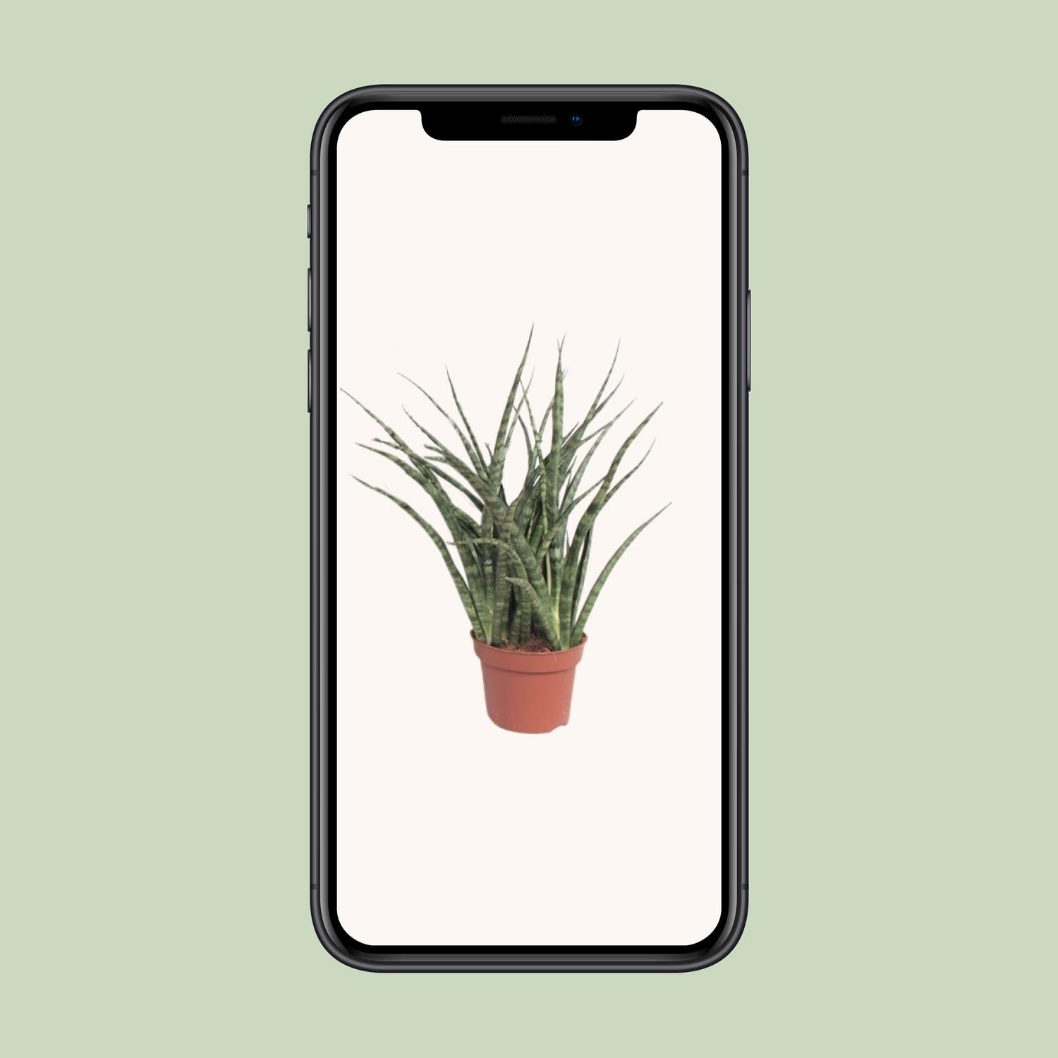 Sansevieria Fernwood Punk - Ø12cm - ↕35cm in a terracotta pot, displayed on a smartphone against a light background.
