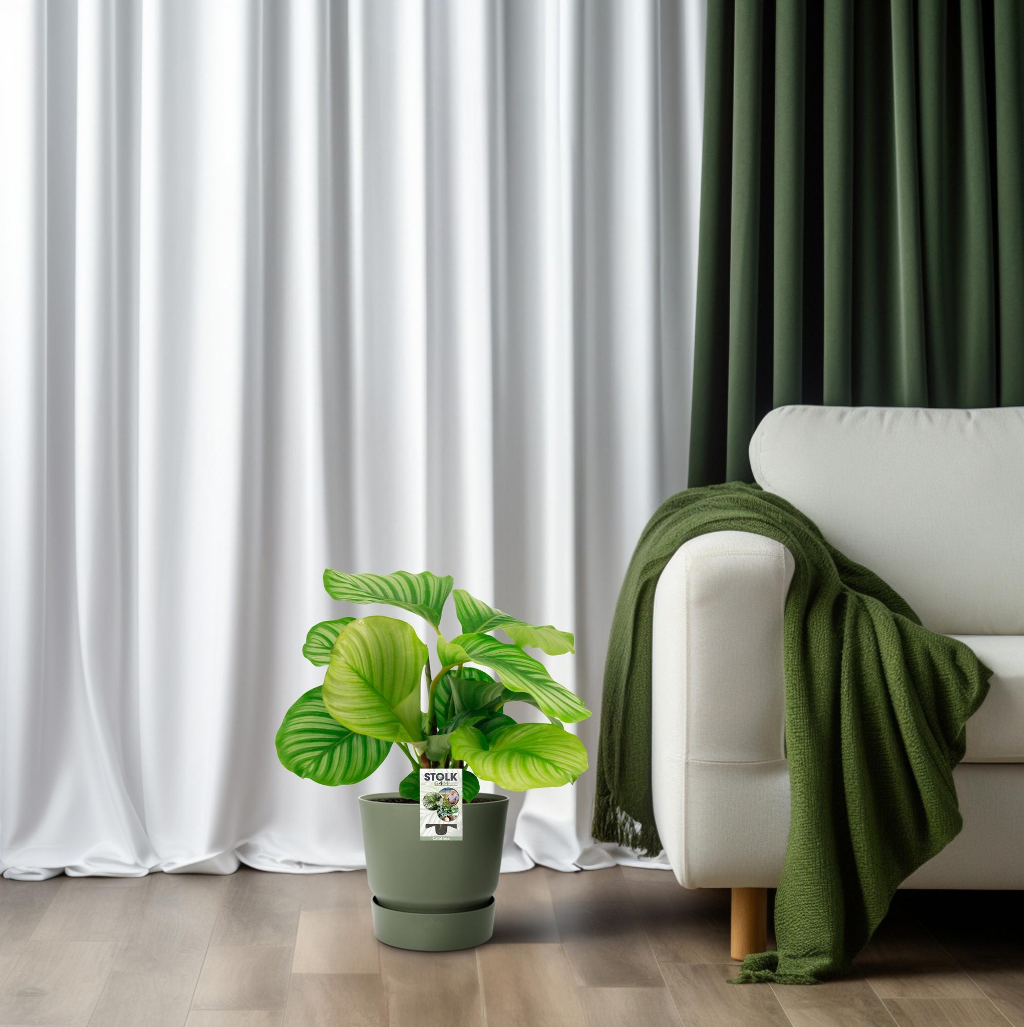 Calathea Orbifolia - Ø50cm - ↕14cm in a light green pot, next to a white sofa with green throws, under soft curtains.