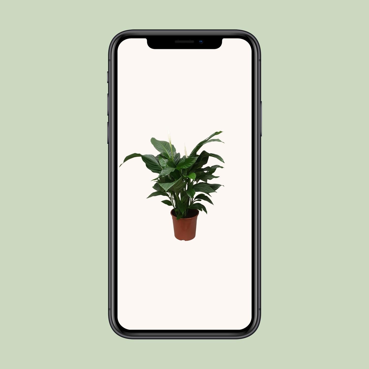 Spathiphyllum Sweet Silvana - Ø24cm - ↕80cm, groene kamerplant in bruine plantenpot, weergegeven op smartphone.