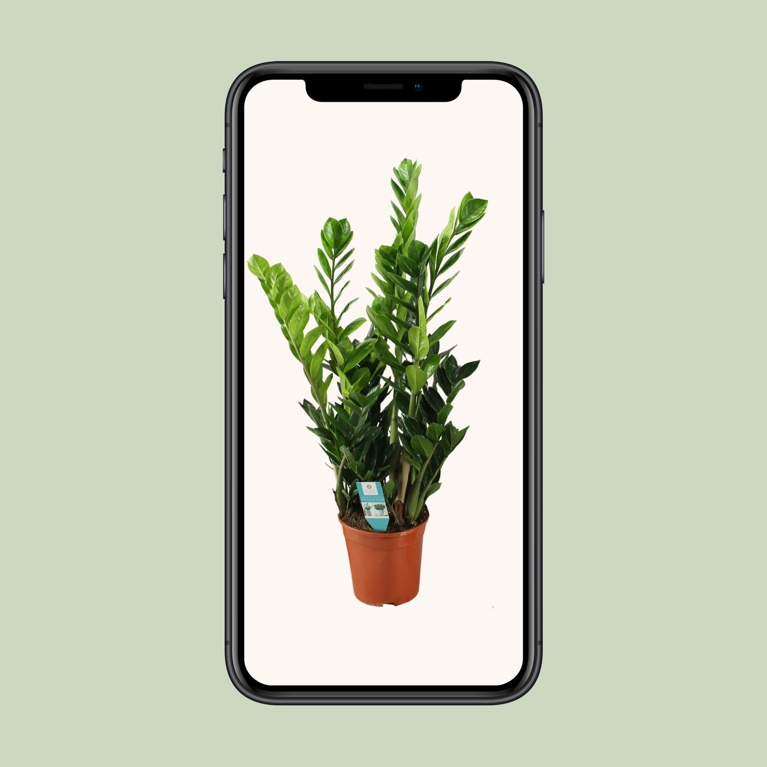 Zamioculcas 21cm - Ø21cm - ↕100cm in een oranje plantenpot, groene kamerplant op een neutrale achtergrond.