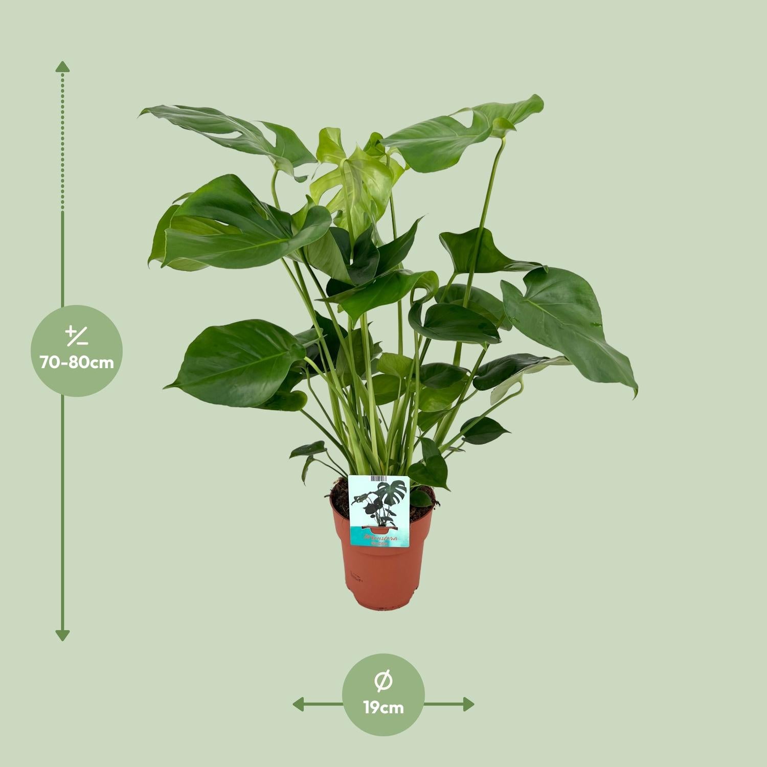 Monstera Deliciosa - Ø19cm - ↕60cm in terracotta pot, green leaves, 70-80cm tall, suitable for indoor placement.