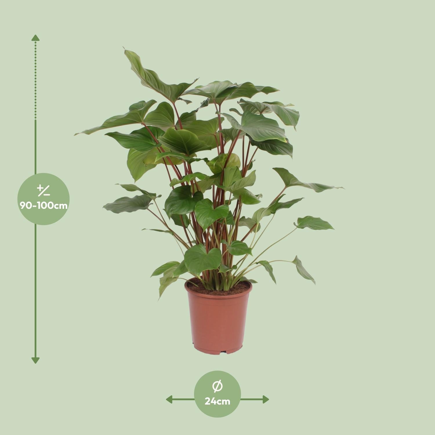 Homalomena Rubescens Maggy - Ø24cm - ↕90cm, kamerplant in bruine plantenpot, met groene bladeren en rode stelen.