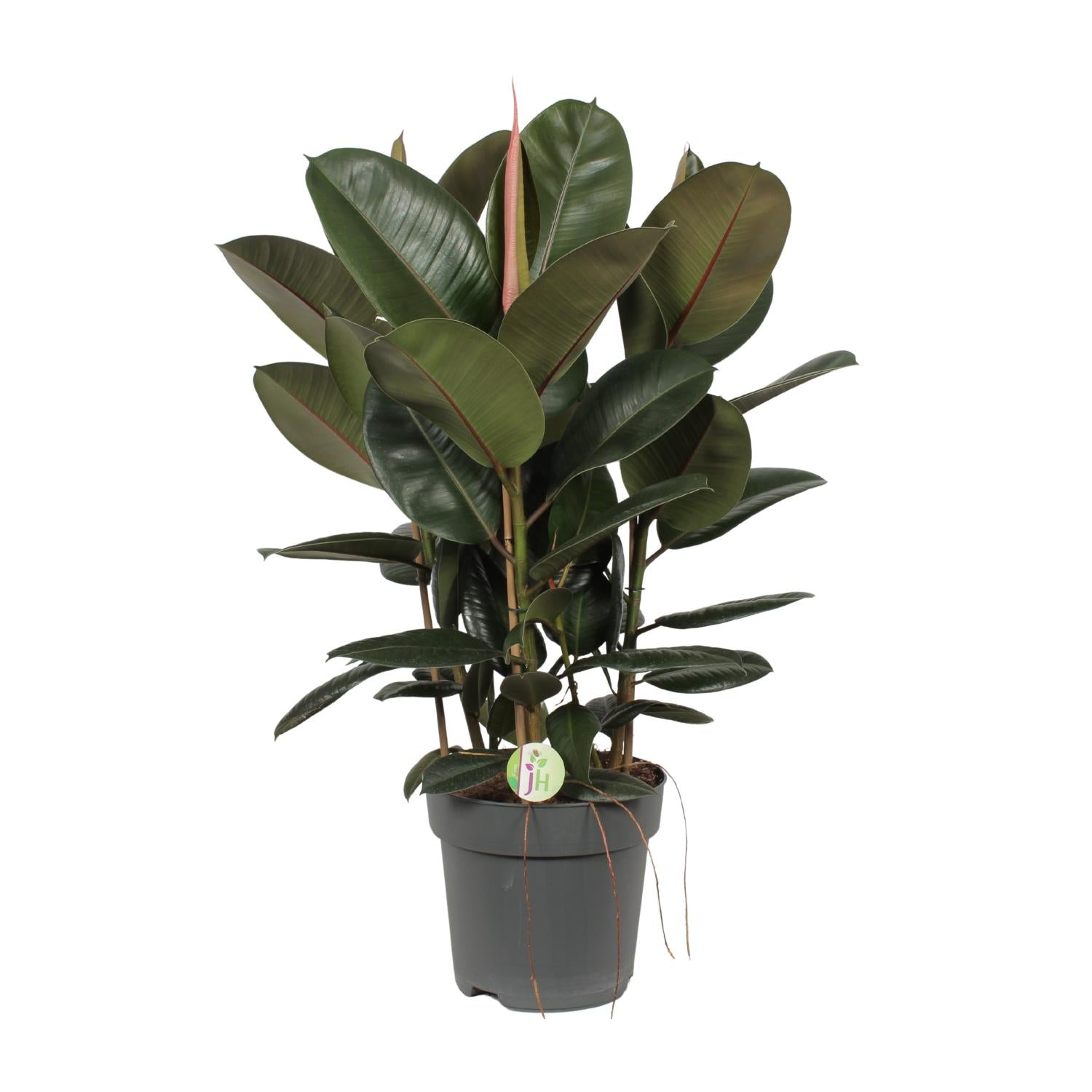 Ficus Robusta - Ø27cm - ↕90cm in grijze plantenpot met grote, glanzende, diepgroene bladeren als kamerplant.