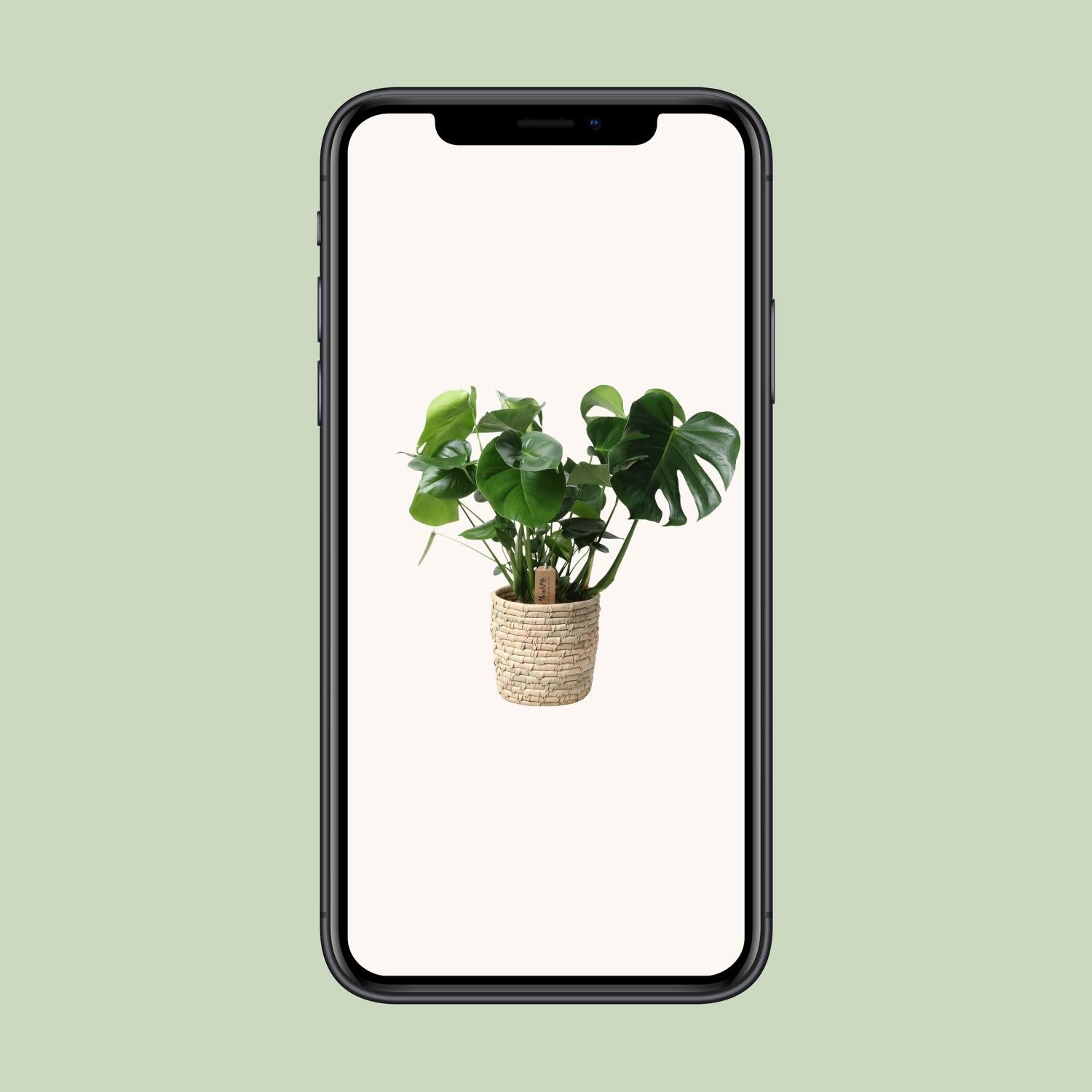 Monstera In Basket Palmleaf - Ø21cm - ↕60cm in een rotan plantenpot, groene bladeren op een lichte achtergrond.