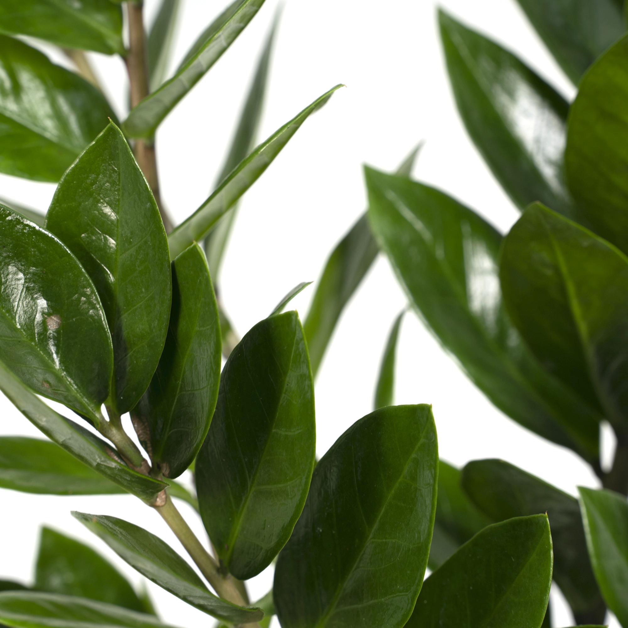 Zamioculcas Zamiifolia - Ø17cm - ↕70cm met glanzende groene bladeren in licht groene uitlopers