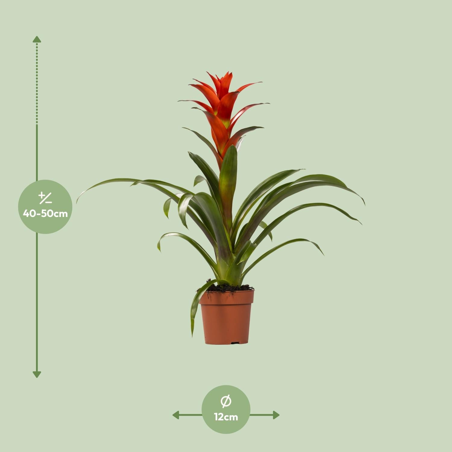 Guzmania Ostara - Ø12cm - ↕45cm, groene kamerplant in een bruine pot, met rode bloeiwijze, 40-50cm hoog.