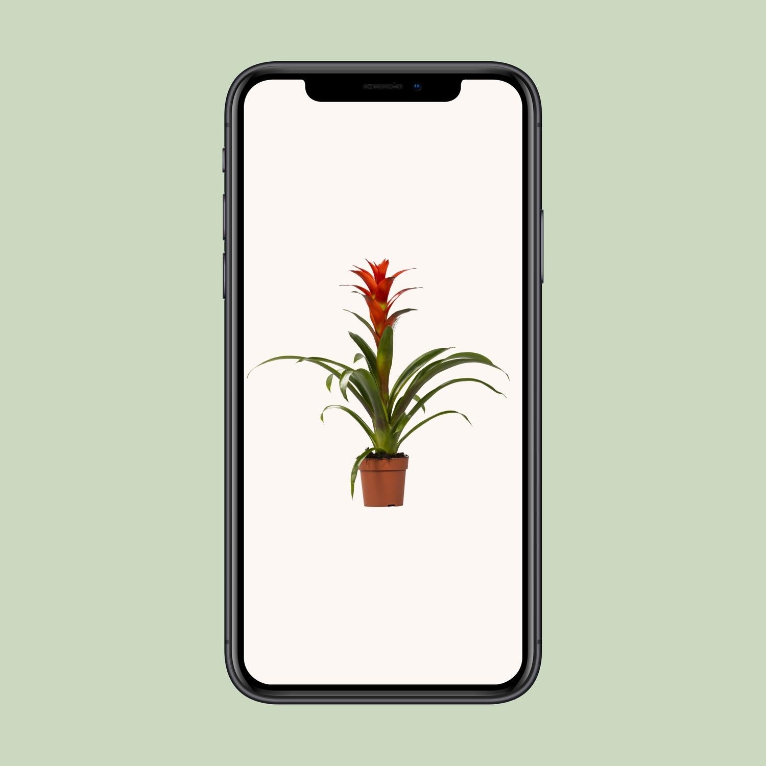 Guzmania Ostara - Ø12cm - ↕45cm in a brown pot, displayed on a phone, showcasing vibrant green foliage and red flowers.