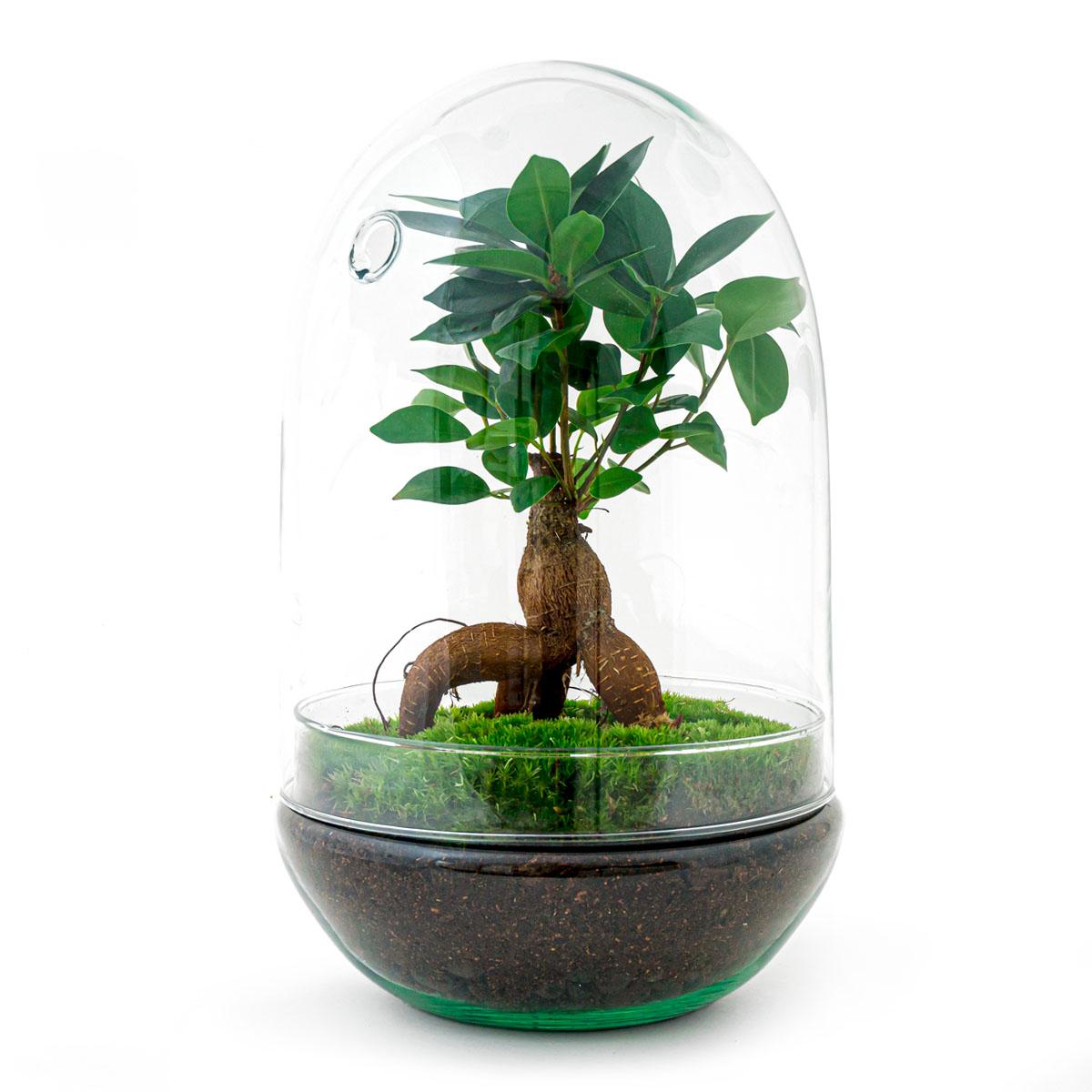 DIY terrarium - Egg XL Bonsai - ↕ 30 cm, met groene plant in glazen pot, hoogte 30 cm, diameter 17 cm.