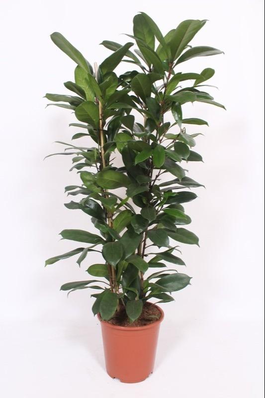 Ficus Cyathistipula - Ø27cm - ↕120cm in a brown pot, showcasing dark green heart-shaped leaves, ideal for a terrarium.
