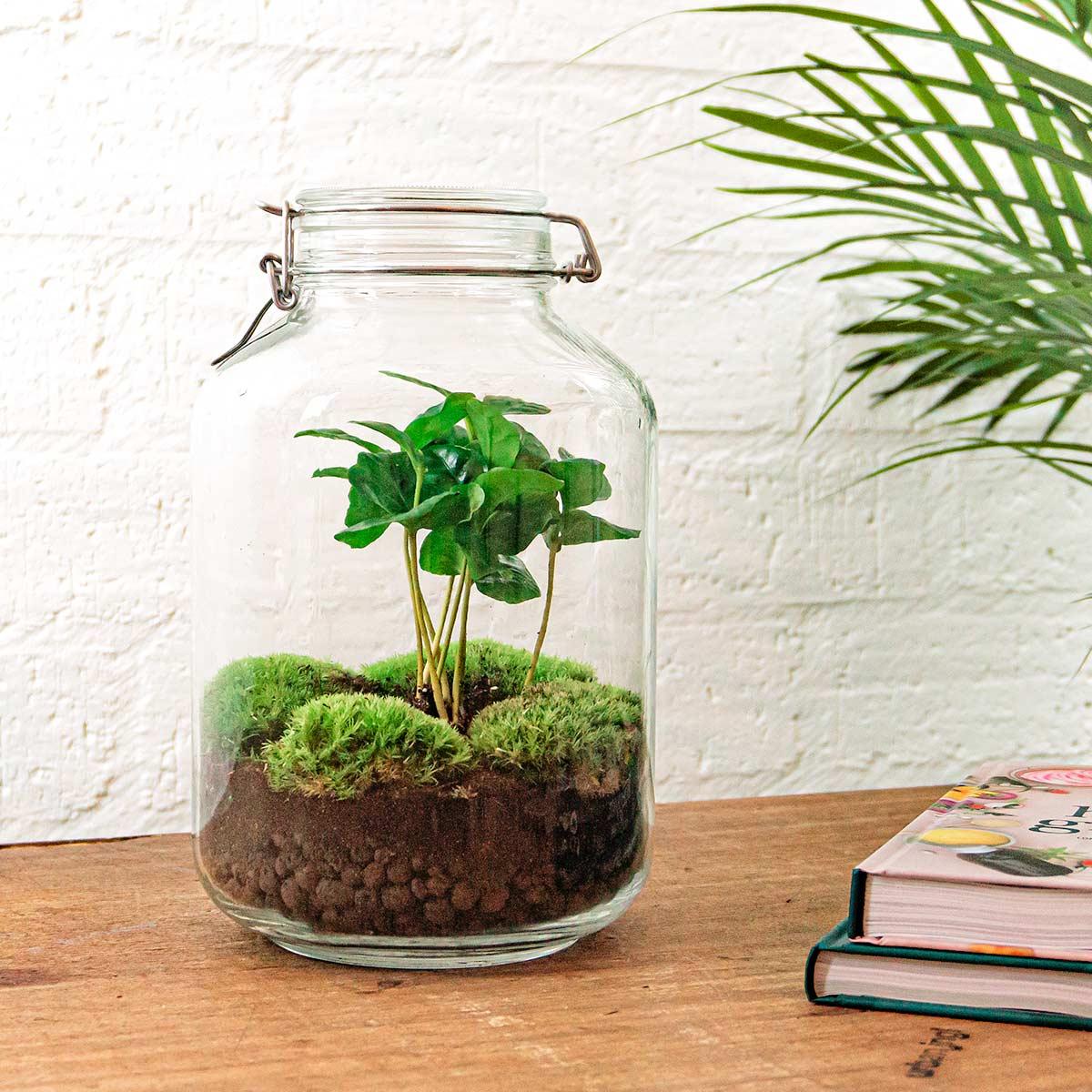DIY terrarium - Coffea Arabica - ↕ 28 cm - Normal Jar with green plants and moss in a clear glass jar on a wooden surface.