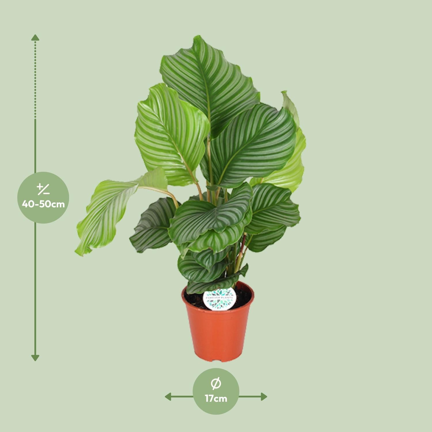 Calathea Orbifolia - Ø17cm - ↕60cm in a brown planter with large green leaves, shown against a light green background.
