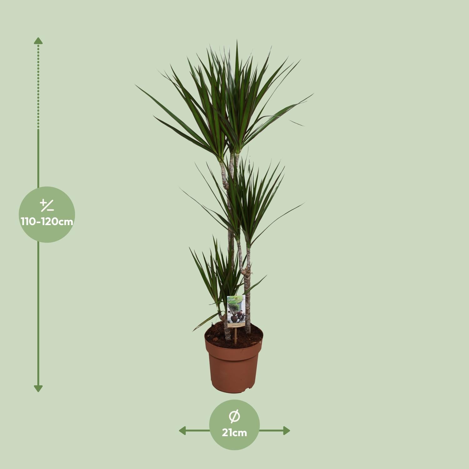 Dracaena Marginata - Ø21cm - ↕120cm in a brown pot, green indoor plant with slender leaves and height indicator.