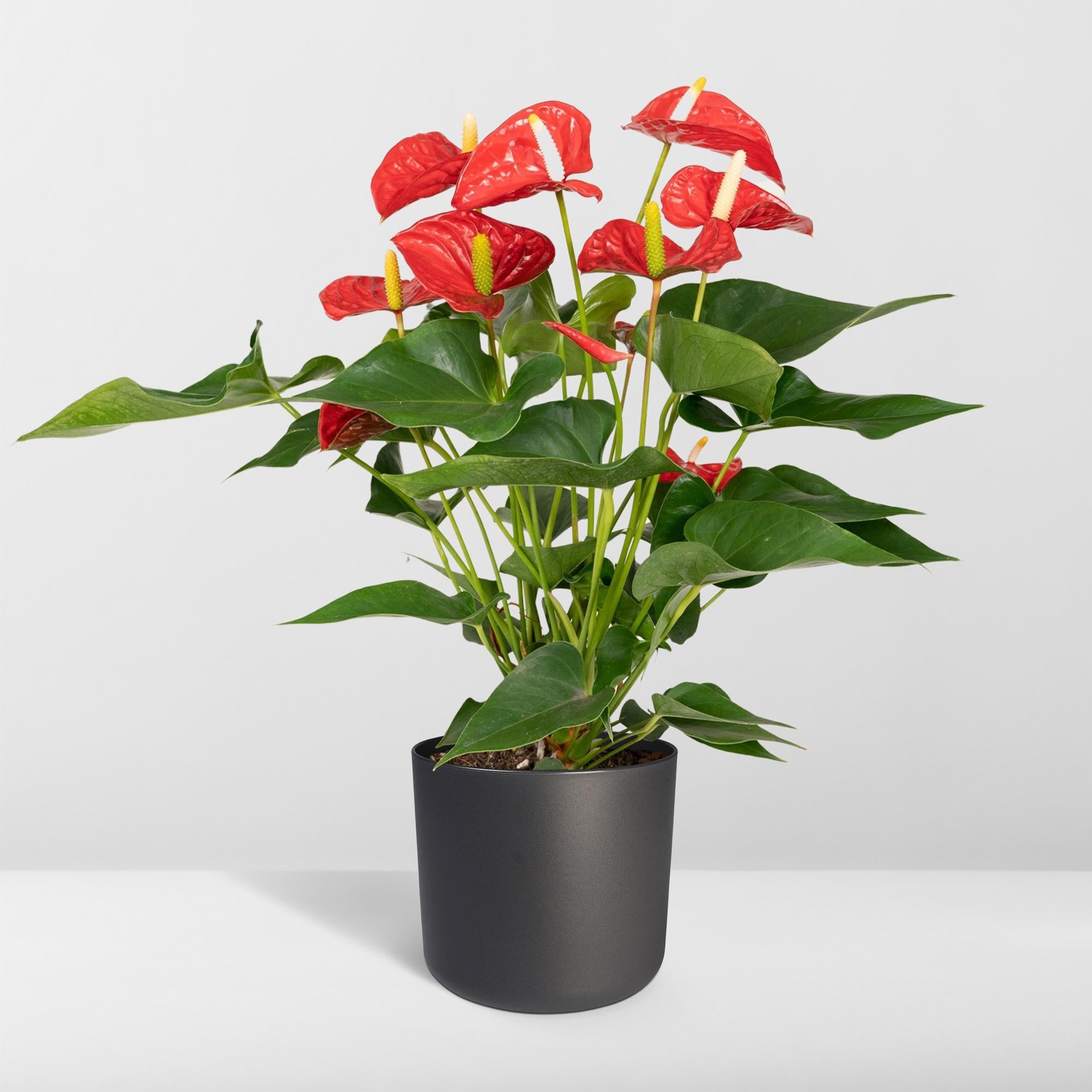 Anthurium Red - Ø17cm - ↕55cm - Ø17cm - ↕55cm in zwarte plantenpot met rode bloemen en groene bladeren.