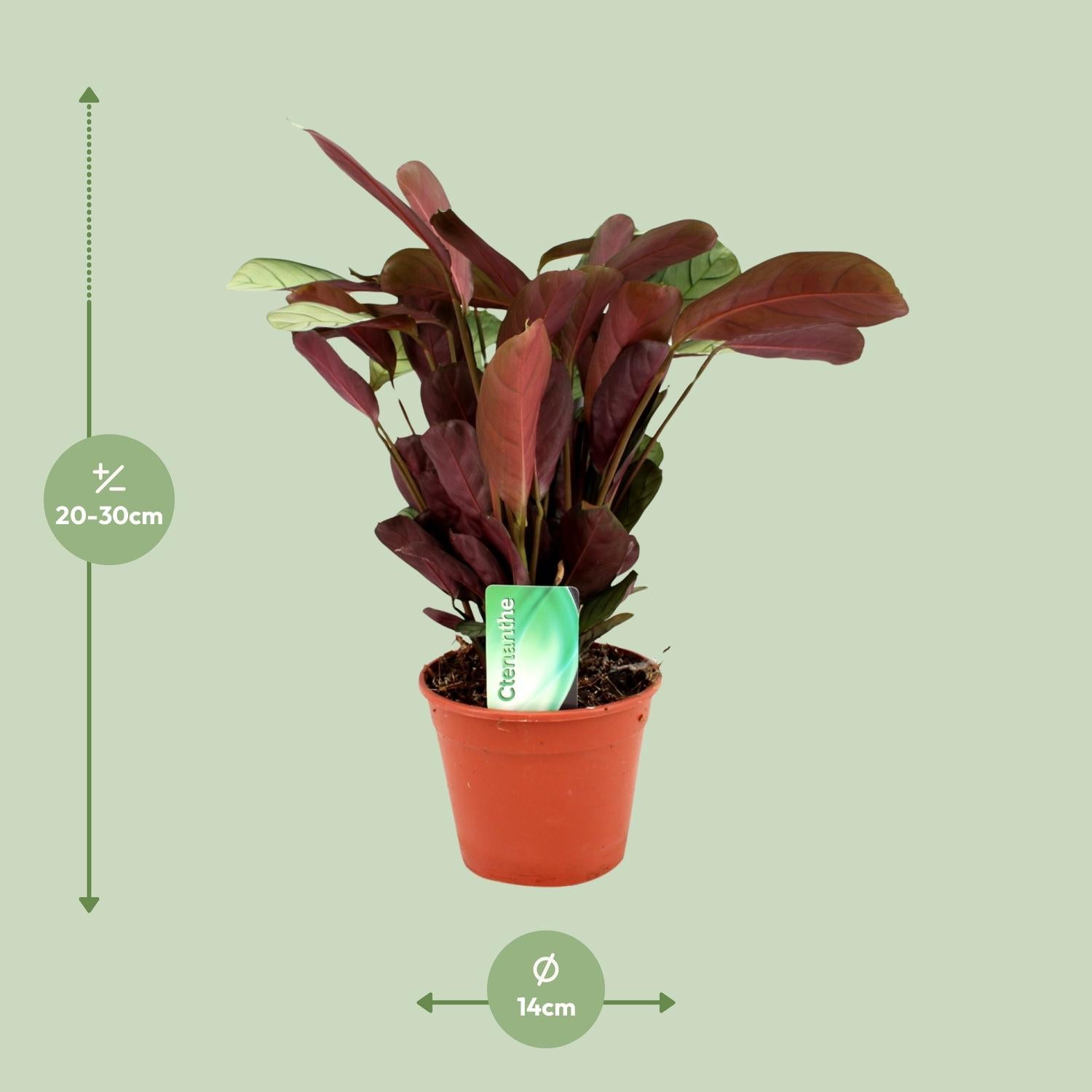 Ctenanthe Amagris - Ø14cm - ↕25cm in a terracotta pot, green background, leaves height 20-30cm, green plant.