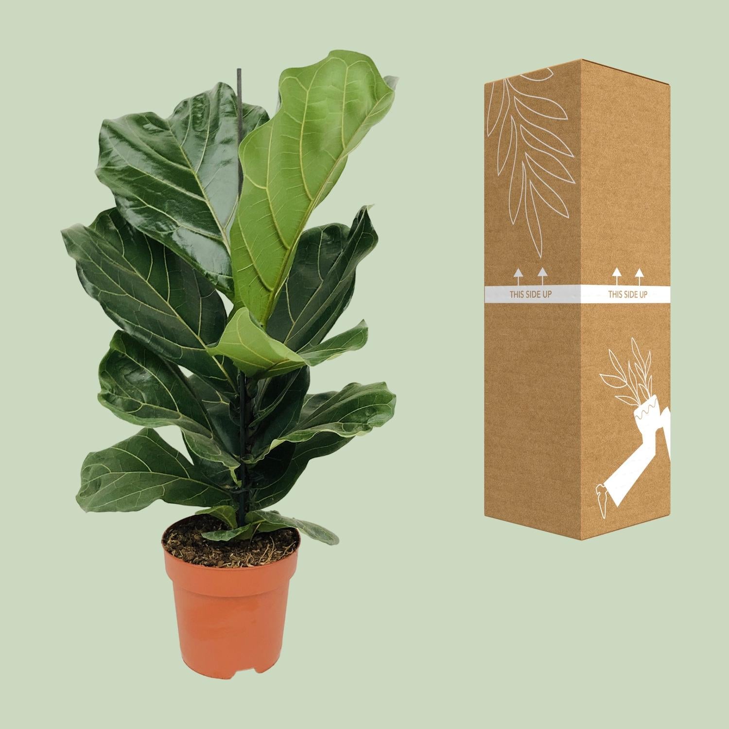Ficus Lyrata - Ø17cm - ↕75cm in terracotta pot, green leaves, next to cardboard packaging on light background.