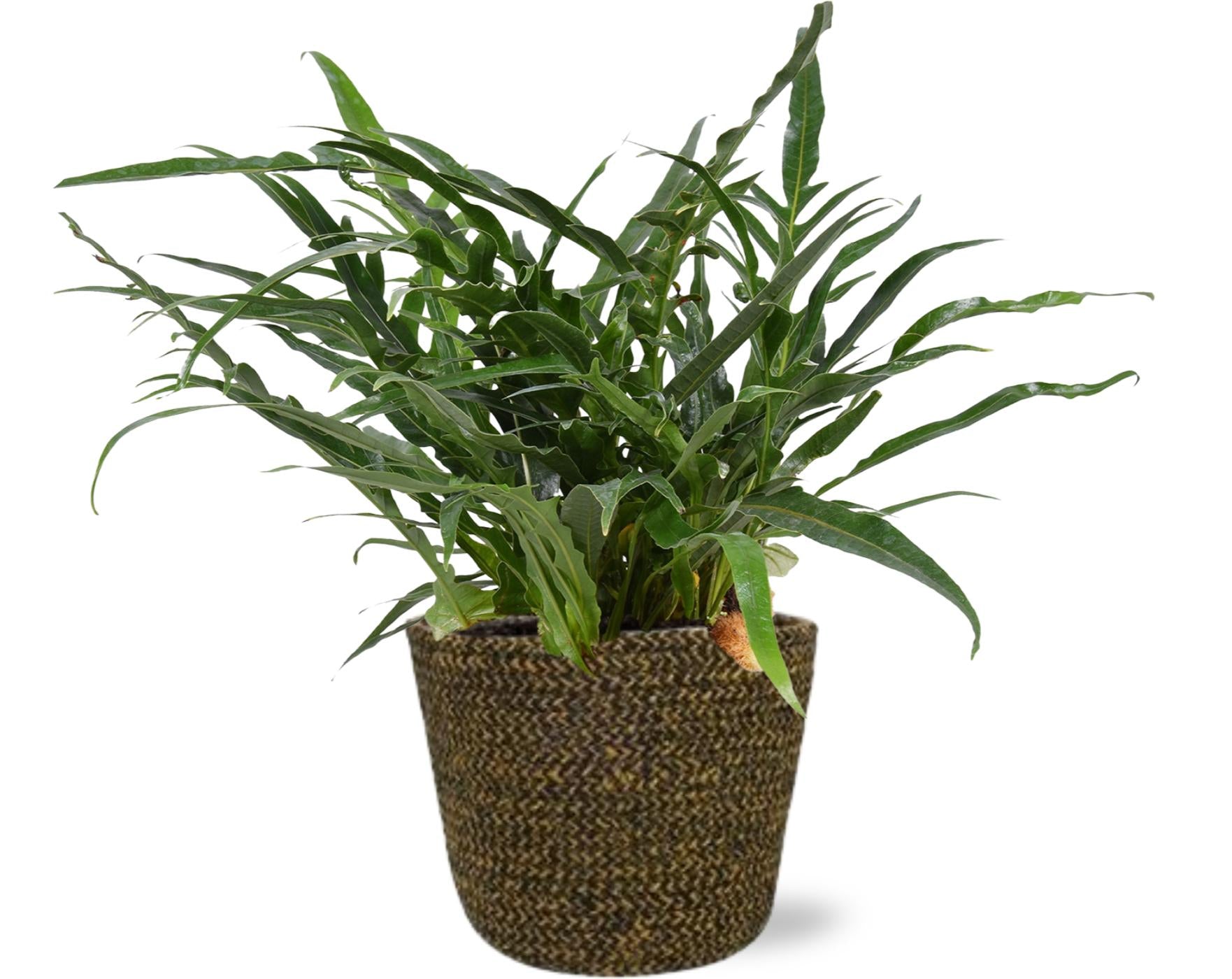 Aglaomorpha Coronans - Ø17cm - ↕45cm + Selin Pot D18x16cm - Black in a woven brown basket, ideal for terrariums, with green leaves.