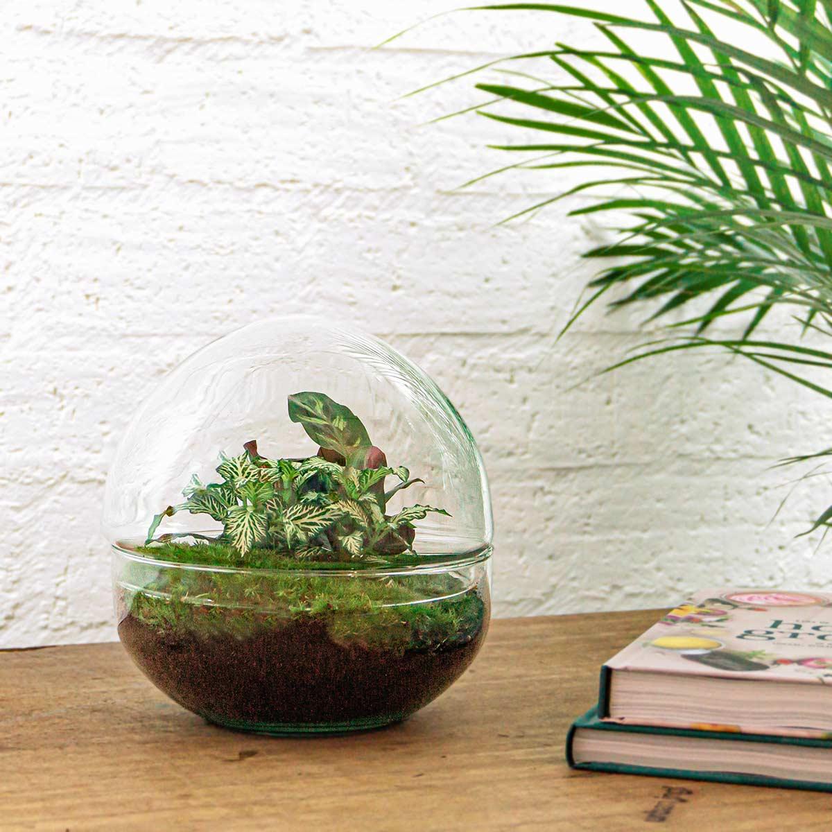 DIY terrarium - Dome - ↕ 20 cm - Normal with green plants inside a clear glass pot, placed on a wooden table.
