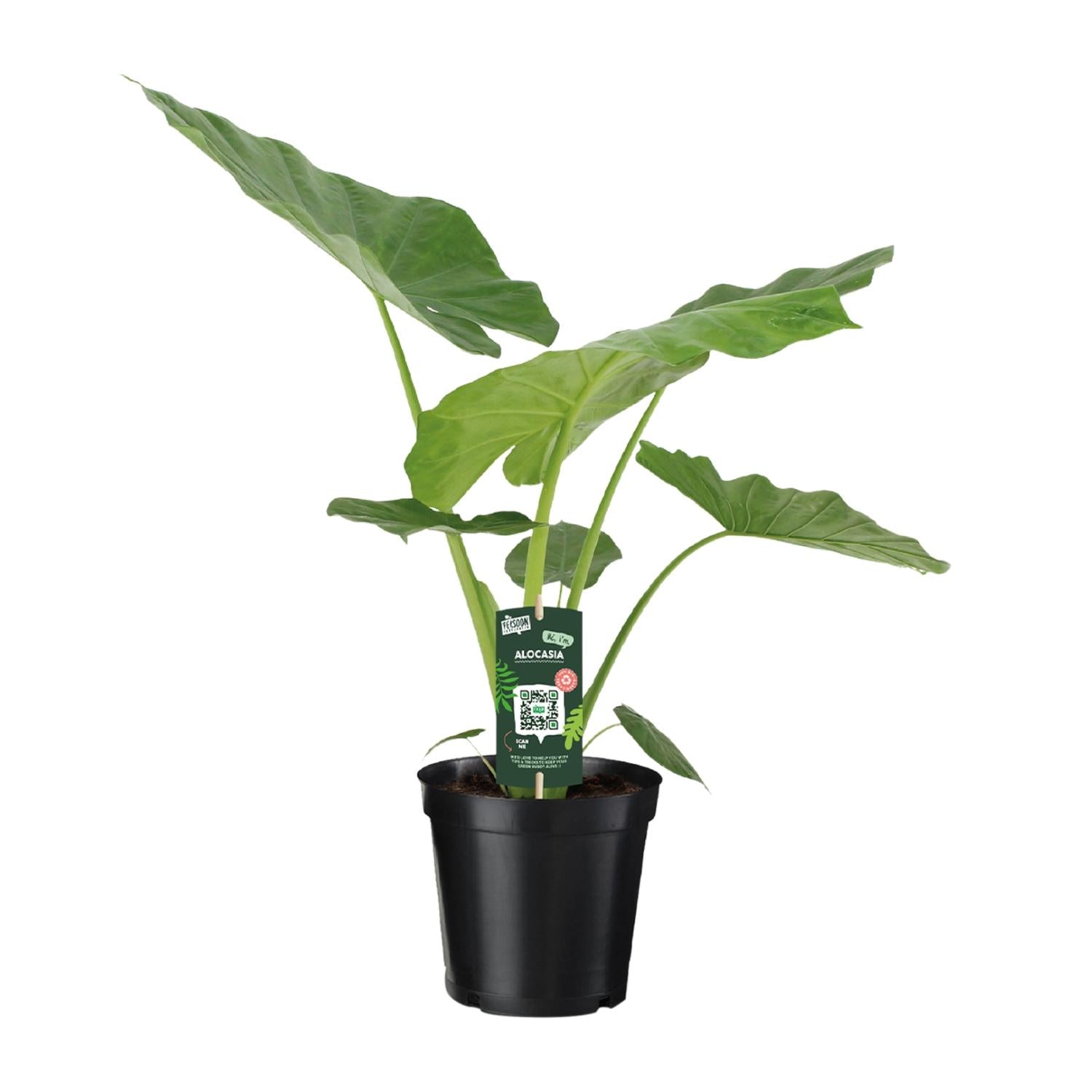 Alocasia Macrorrhiza - Ø19cm - ↕70cm in a black plant pot, featuring large green leaves, ideal for terrarium decor.