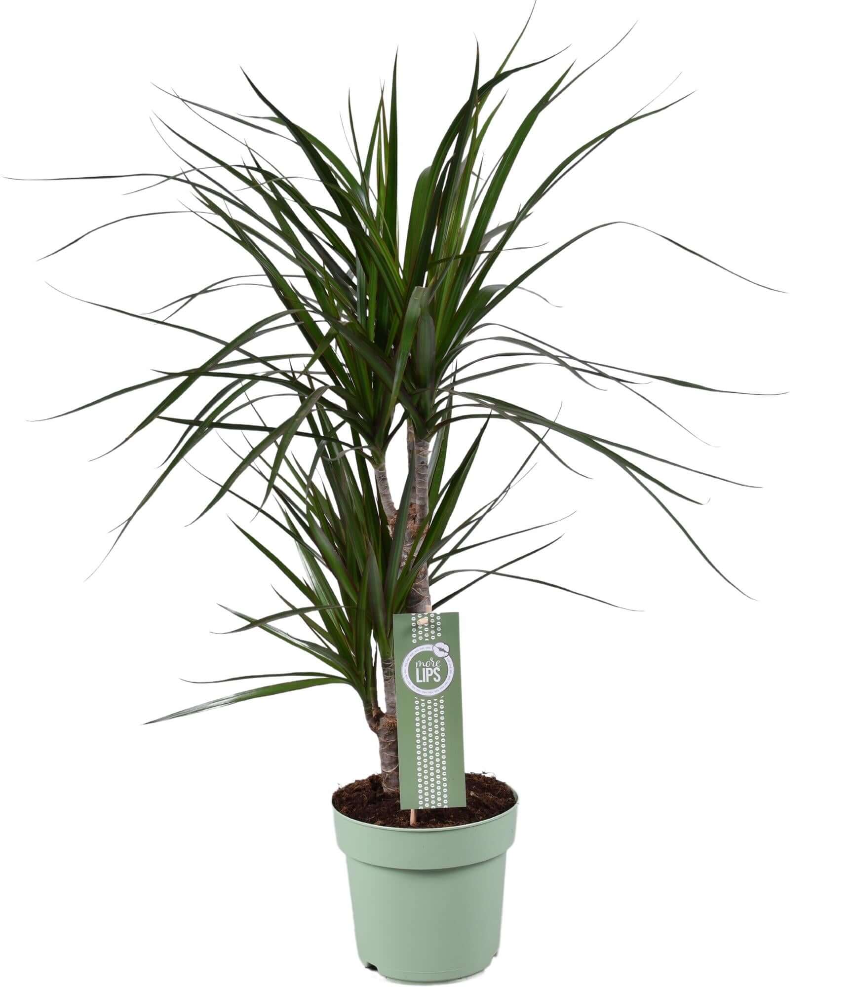 Dracaena Marginata - Ø17cm - ↕70cm, groene kamerplant in lichtgroene plantenpot, met lange bladeren, omhoog groeiend.