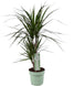 Dracaena