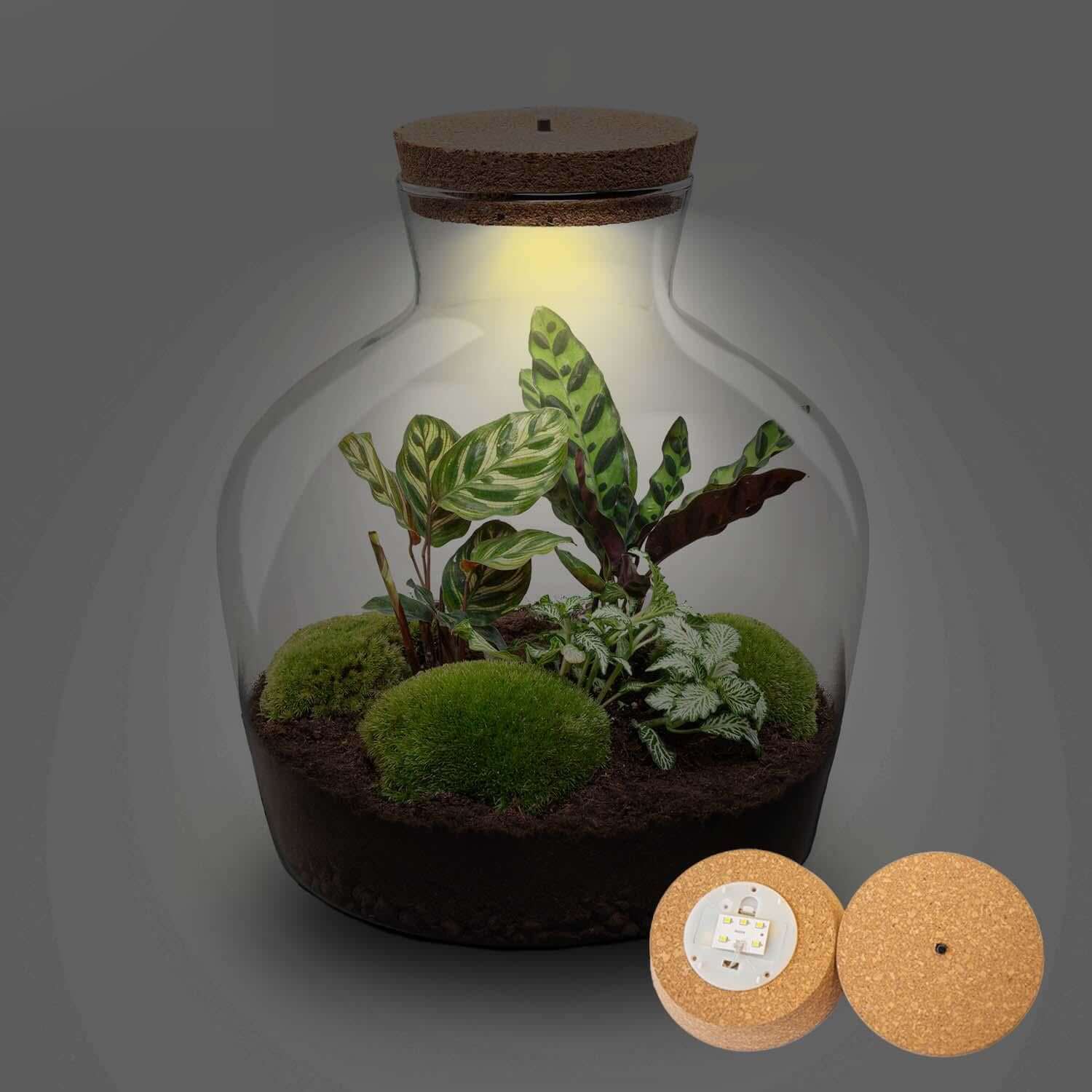 Terrarium - Fat Joe + LED - ↑ 30 cm met Calathea lancifolia, Fittonia, groene mos, en een kurken deksel.