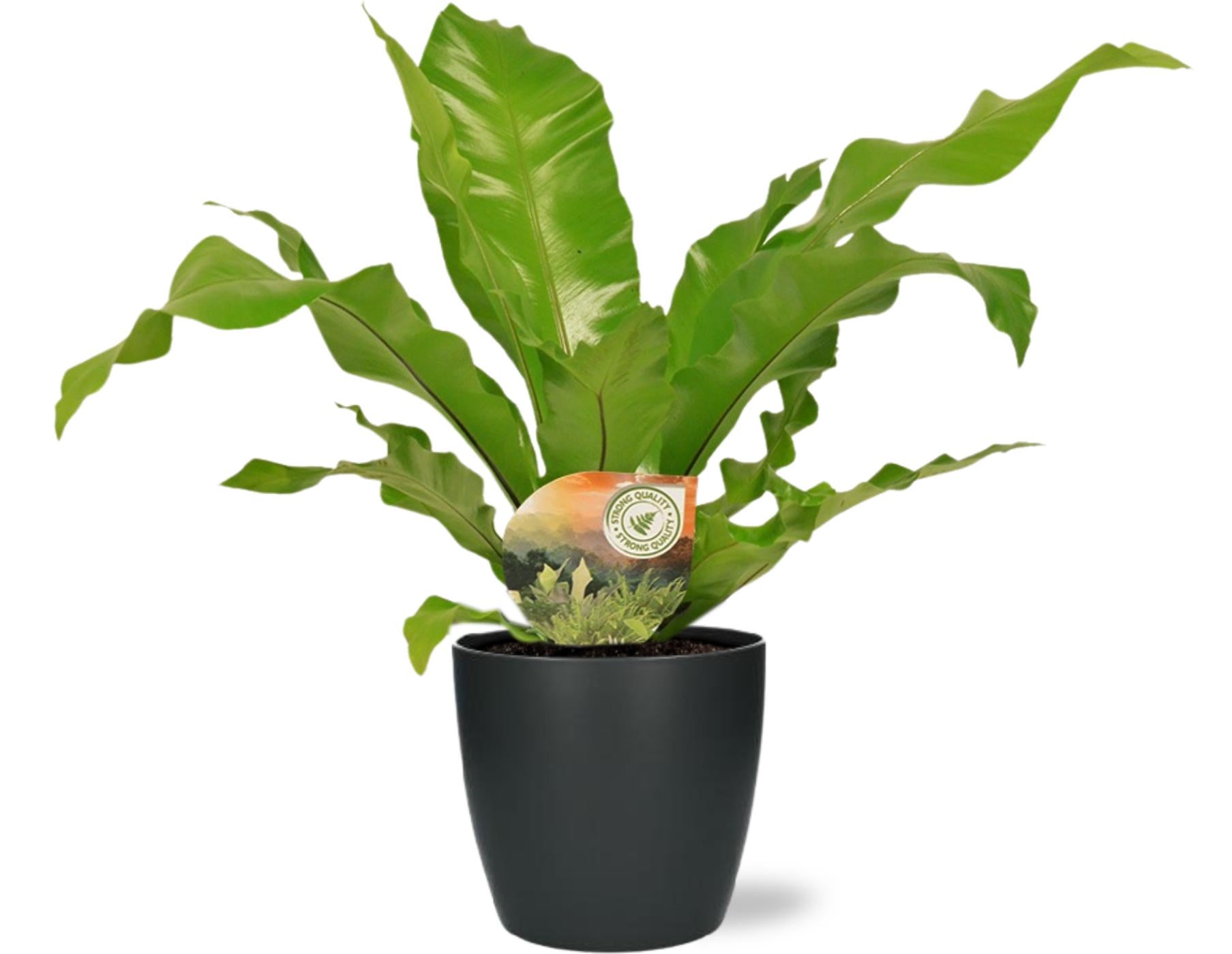 Asplenium Nidus - Ø17cm - ↕60cm + Pot Brussels D18x17cm - Anthracite met groene bladeren in zwarte plantenpot