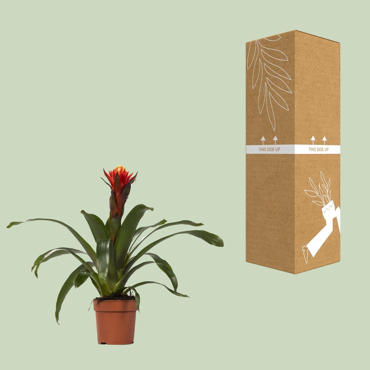 Guzmania Happiness - Ø12 ↕45 in a brown pot with red flowers, beside a cardboard box in a light green background.