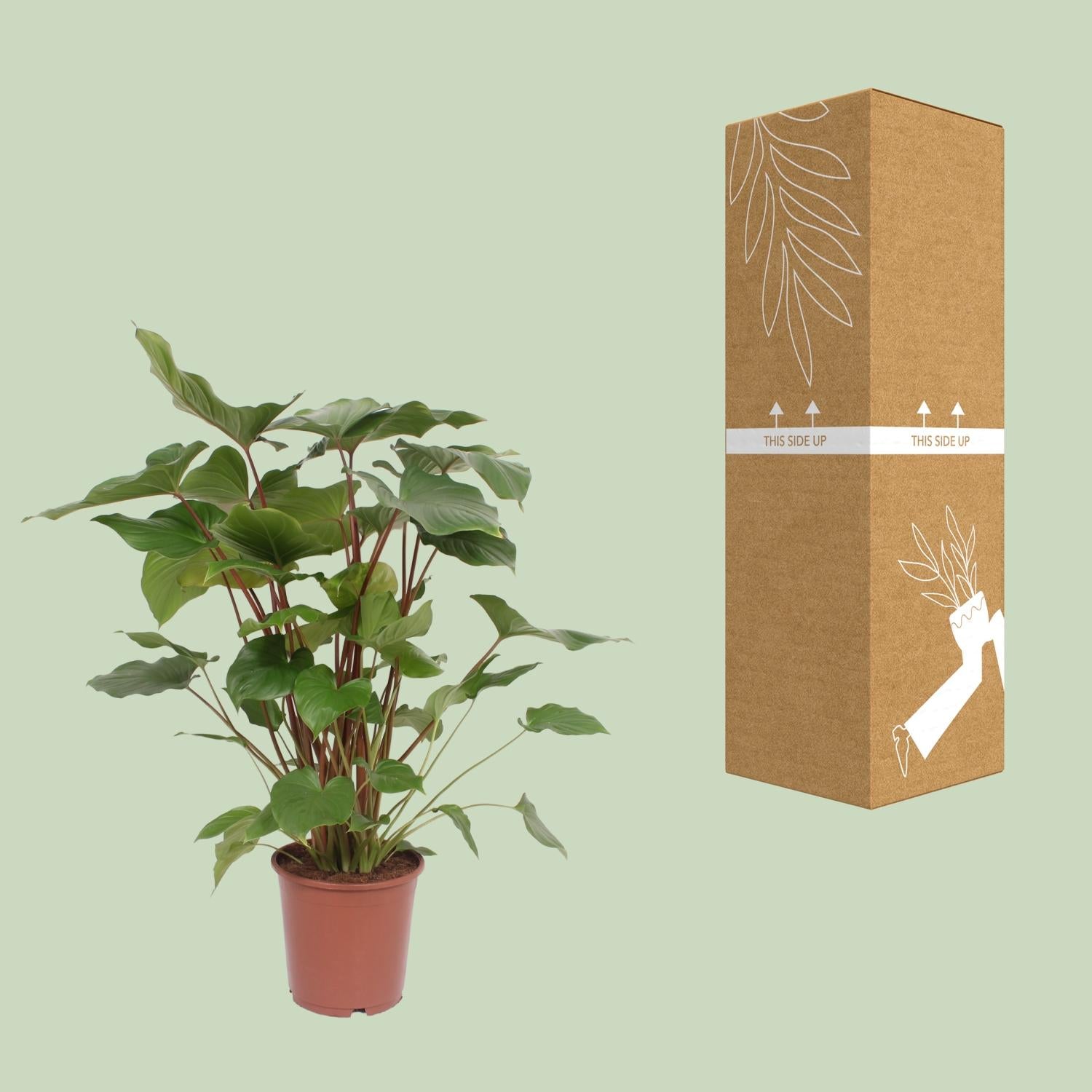 Homalomena Rubescens Maggy - Ø24cm - ↕90cm, groene plant in een terracotta pot naast de verpakking.