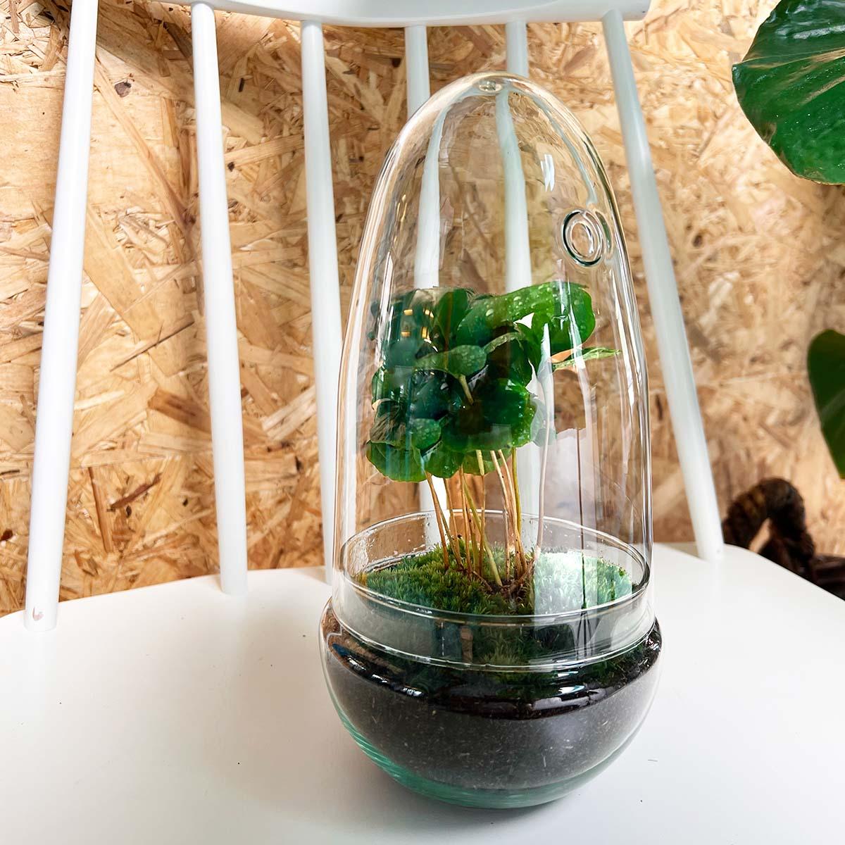 DIY terrarium - Egg Coffea Arabica - ↕ 25 cm in glass pot with green plants and moss on a white surface.
