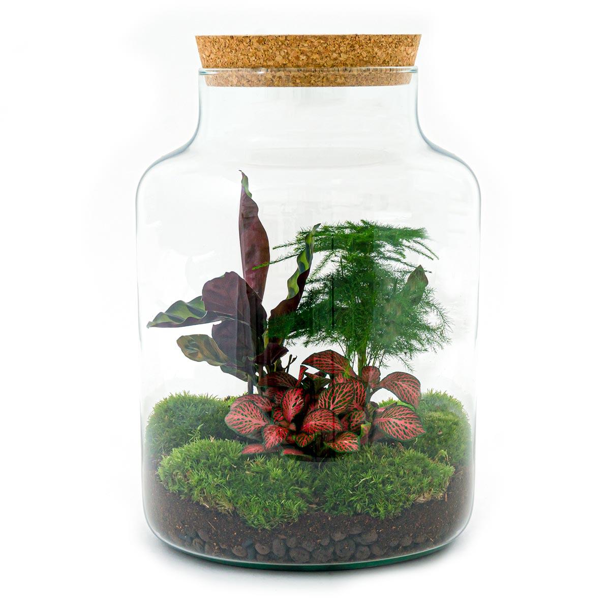 DIY terrarium - Milky - ↕ 30 cm - Normal met diverse planten, mos en een glazen pot met kurken deksel. Afmeting Ø 21 cm.