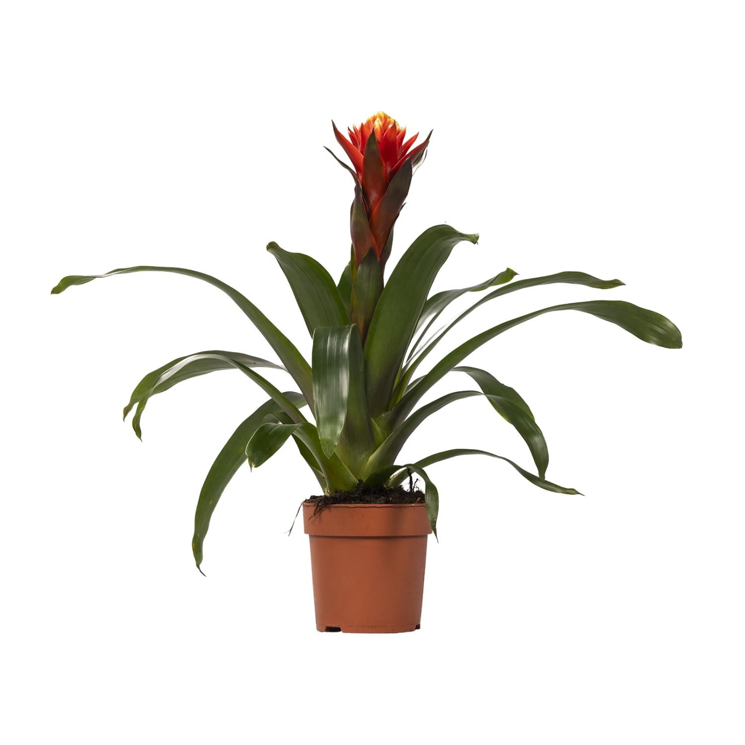 Guzmania Happiness - Ø12 ↕45, groene kamerplant in bruine plantenpot, met heldere bloemen, geschikt voor terrarium.