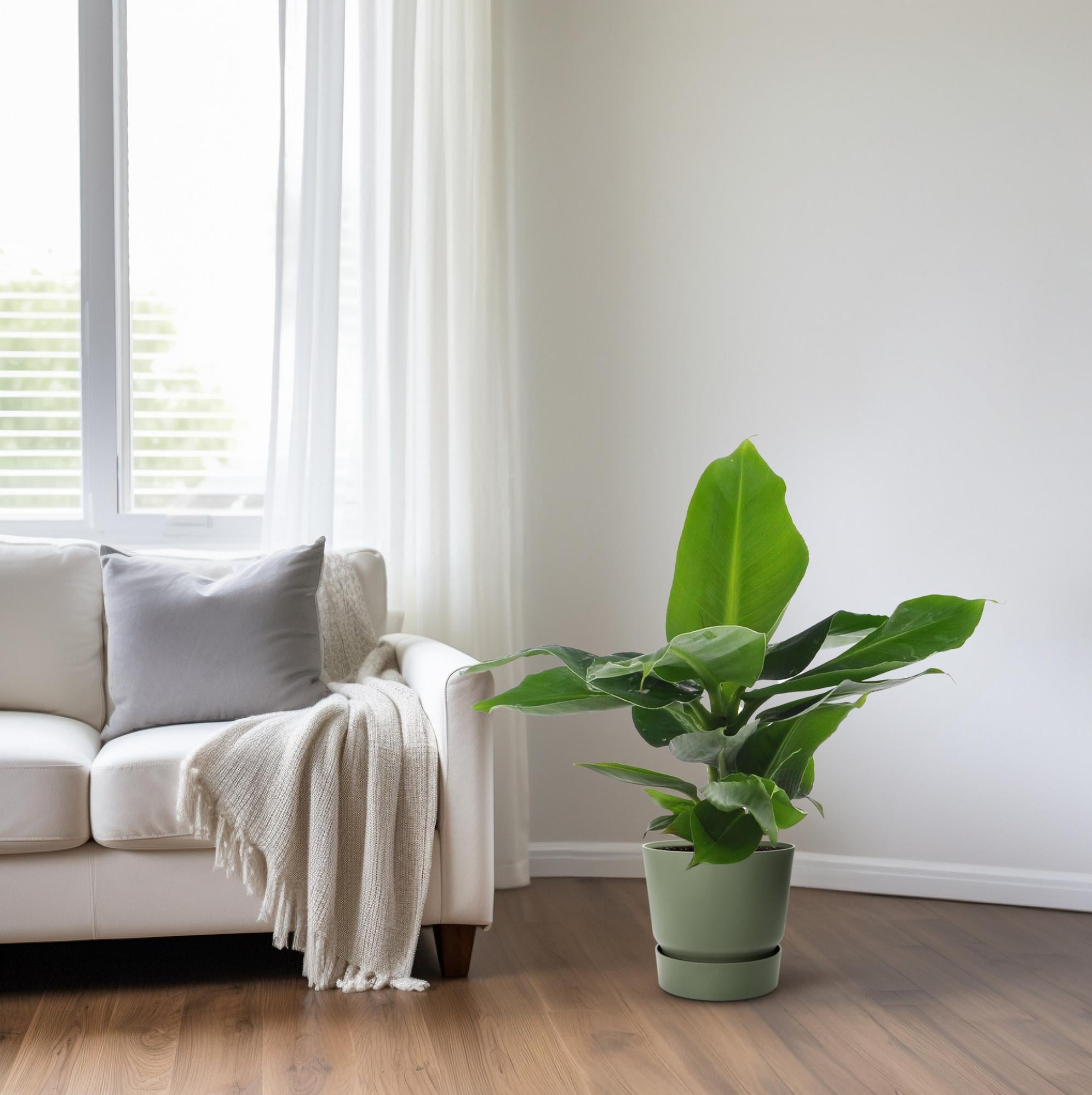 Musa Oriental Dwarf - Ø12cm - ↕25cm in a green pot beside a sofa in a bright living room.