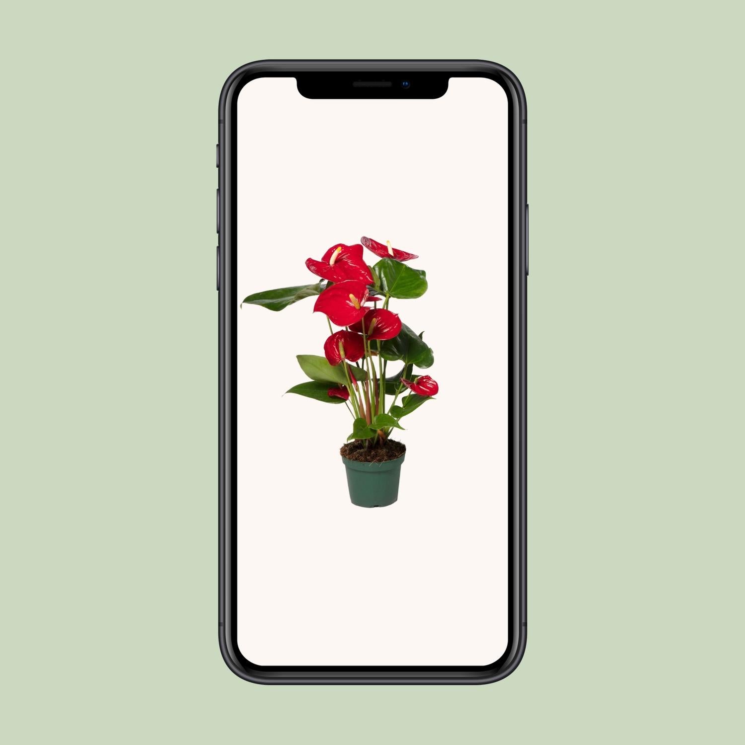 Anthurium Red - Ø17cm - ↕55cm - Ø12cm - ↕40cm in a green pot, displayed on a phone with a neutral background.